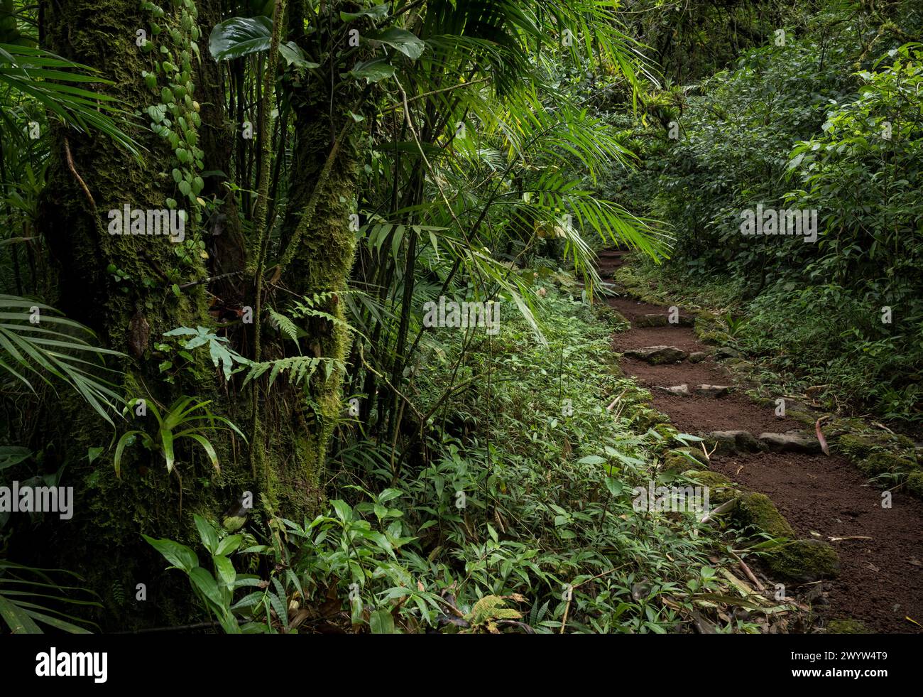 Reserva Natural Volcán Mombacho, Granada, Nicaragua, Mittelamerika Stockfoto