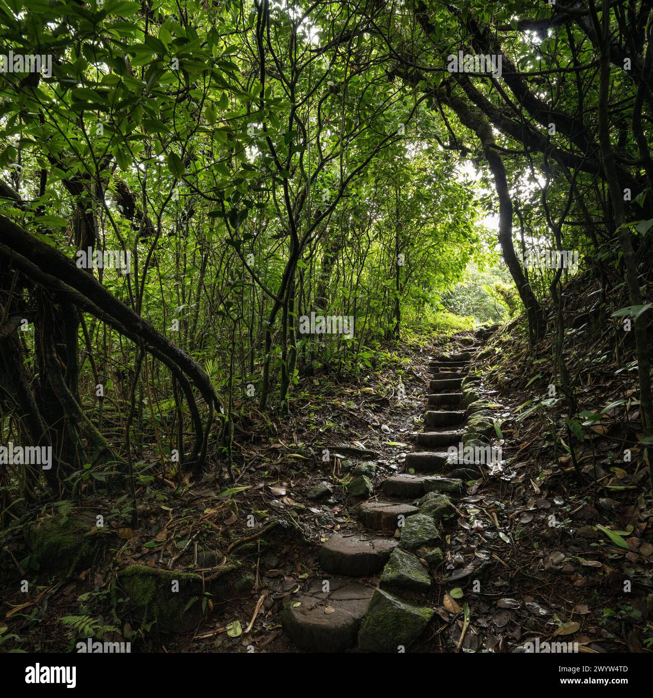 Reserva Natural Volcán Mombacho, Granada, Nicaragua, Mittelamerika Stockfoto