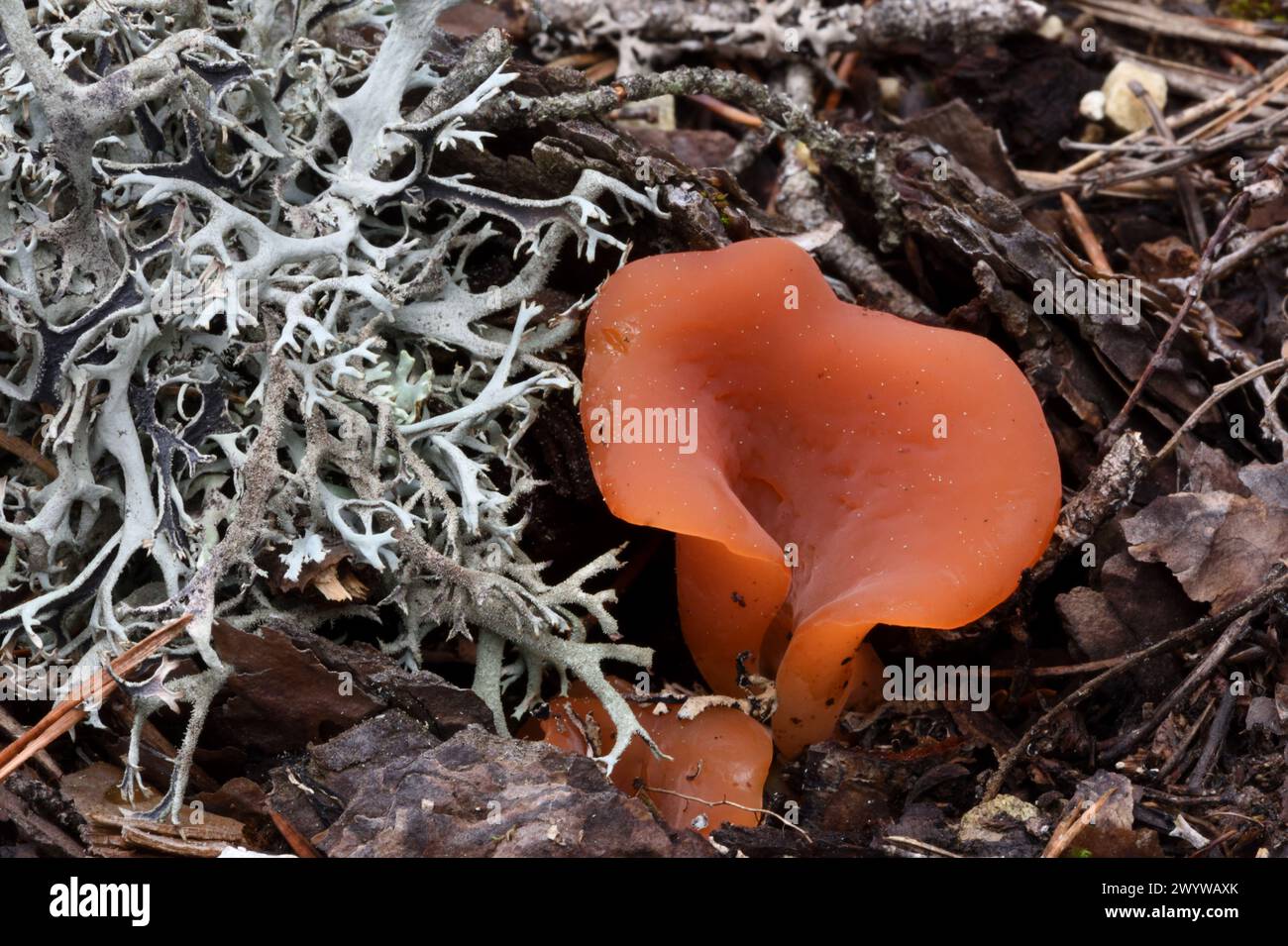 Orangenschalen-Pilz Aleuria aurantia und Pseudevernia furfuracea Flechten, auch bekannt als Baummoos, Bärteflechte oder Bärtebart auf Waldboden Stockfoto