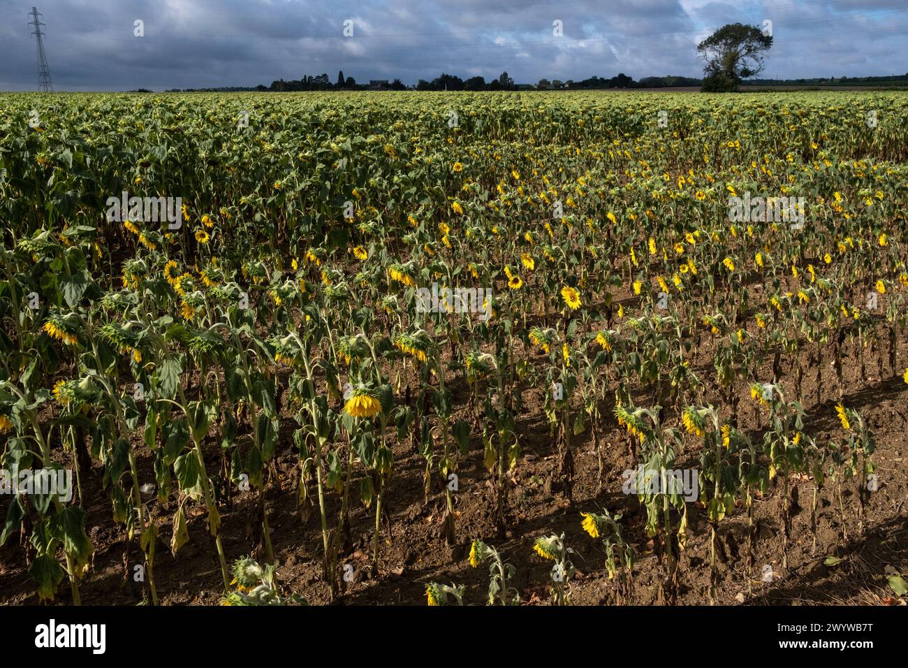 Ein Sonnenblumenfeld in der neuen Gemeinde Lys-Haut-Layon, dem ländlichen Dorf Tigne, typisch für die französische Landschaft im Pays de la Loire regi Stockfoto