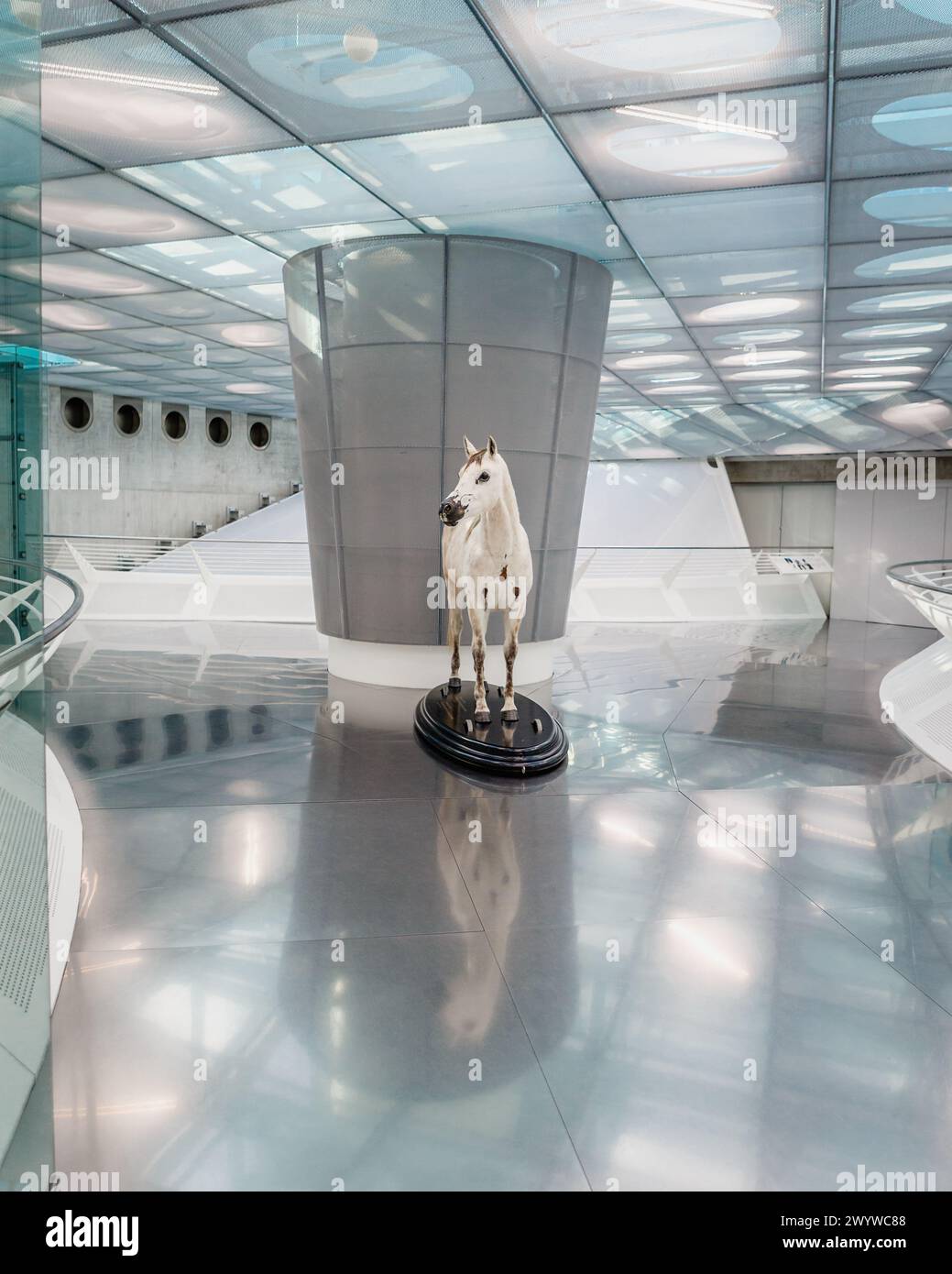 Ich glaube an das Pferd. Ein weißes Pferd und eine Reflexion für den Beginn des Transports im Mercedes-Benz Museum in Stuttgart. Stockfoto