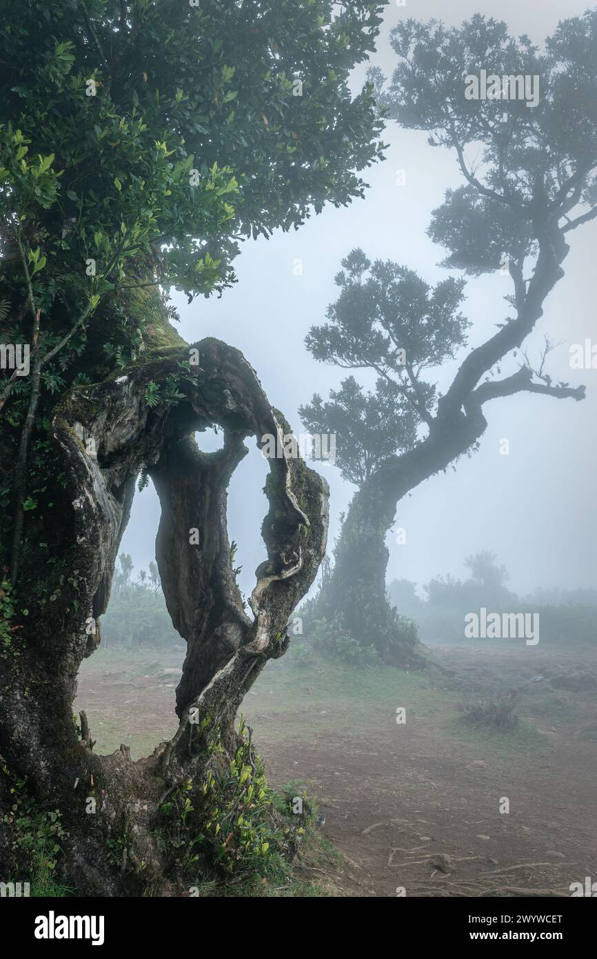 Alte Lorbeerbäume im Nebel im Wald der Insel Fanal Madeira, Portugal Stockfoto