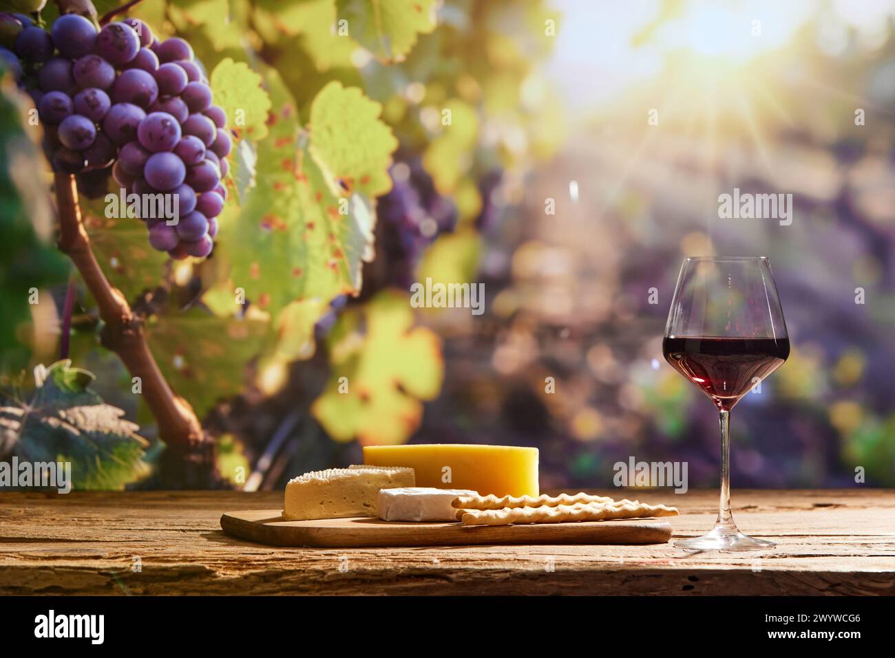 Harmonie von Wein und Käse. Glas mit Rotwein und Käse auf Holzbrett als Vorspeise mit Traubenbäumen im Hintergrund Stockfoto
