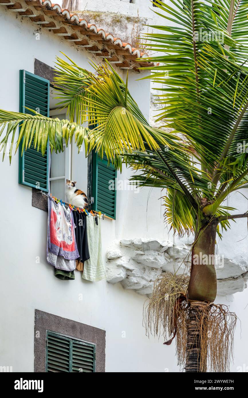 Katze und Wäsche am Fenster eines alten Hauses in einer Straße der Altstadt von Funchal, Insel Madeira, Portugal Stockfoto
