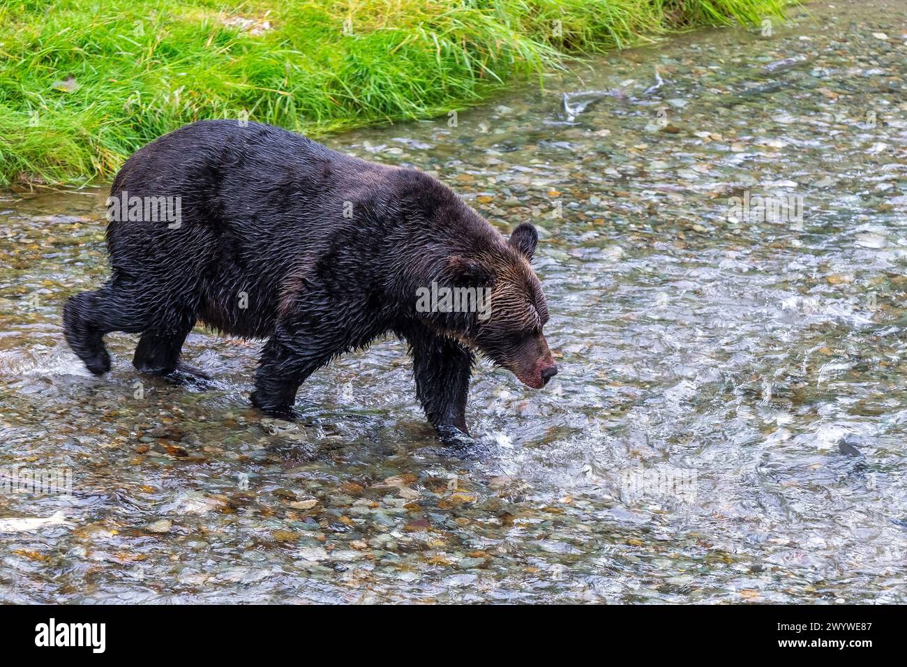 Grizzlybär (Ursus arctos horribilis) fischt Lachs während der Lachslaufbahn, Fish Creek, Tongass National Forest, Alaska, USA. Stockfoto