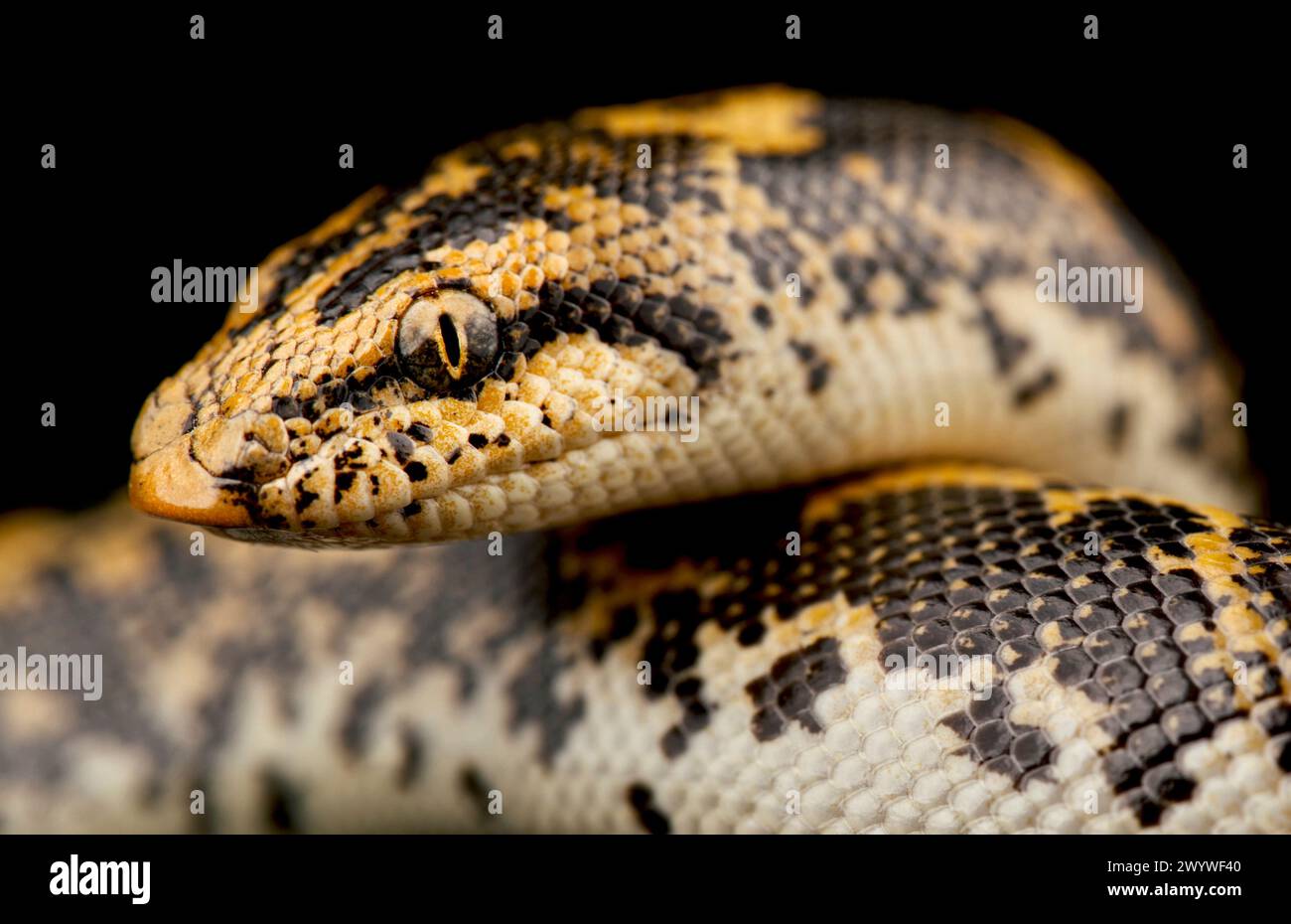 Kenia Sand Boa (Gongylophis colubrinus) Stockfoto