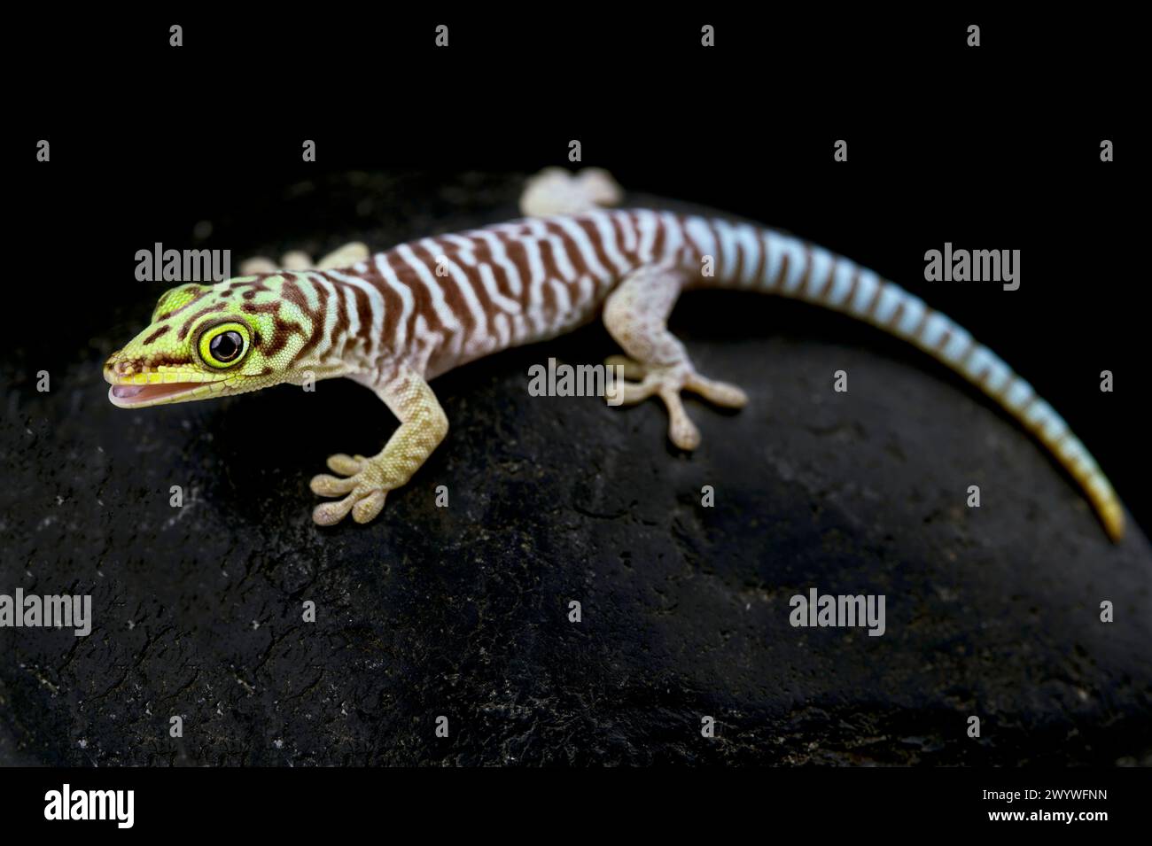 Tagesgecko (Phelsuma standingi) juvenil Stockfoto