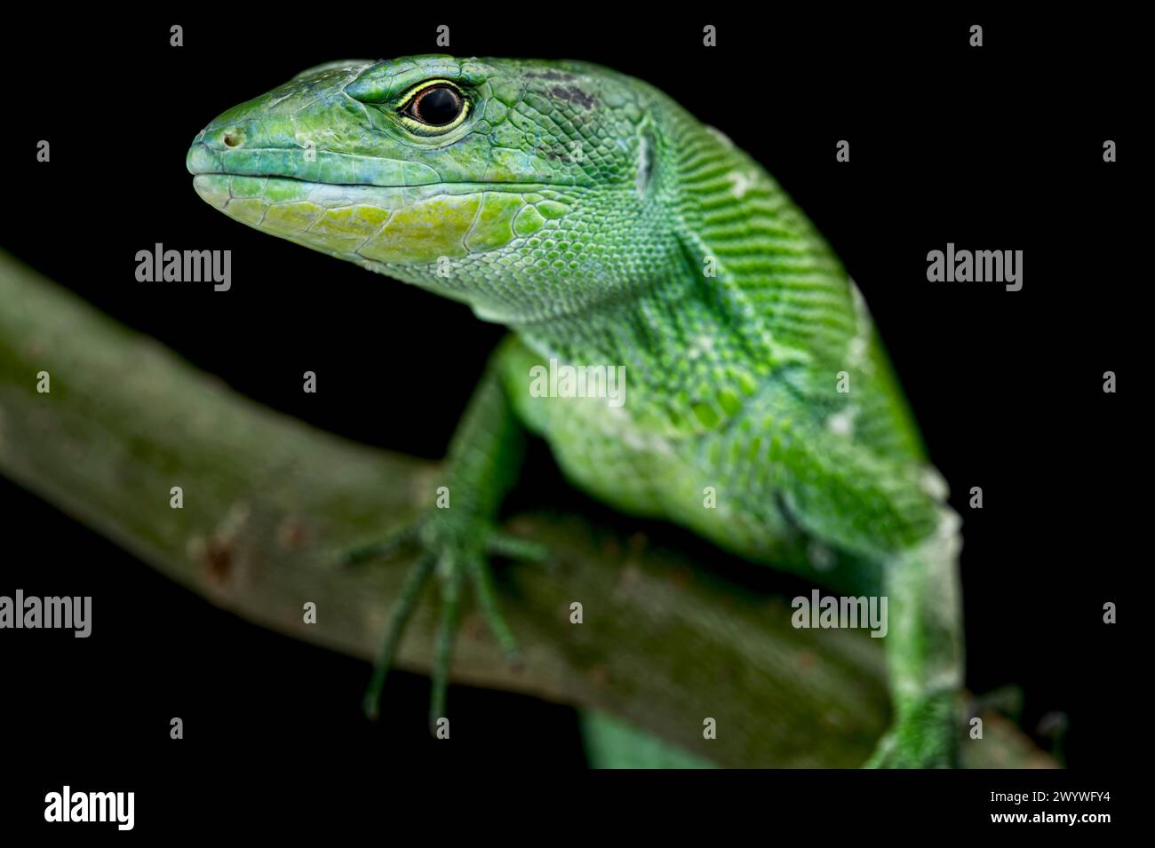 Grüne Kielechse (Gastropholis prasina) Stockfoto