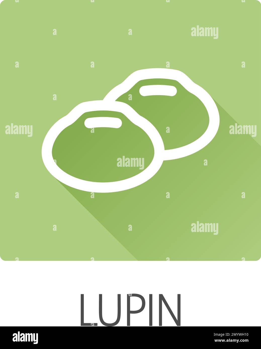 Lupin Bohnen Leguminosen Food Icon Konzept Stock Vektor