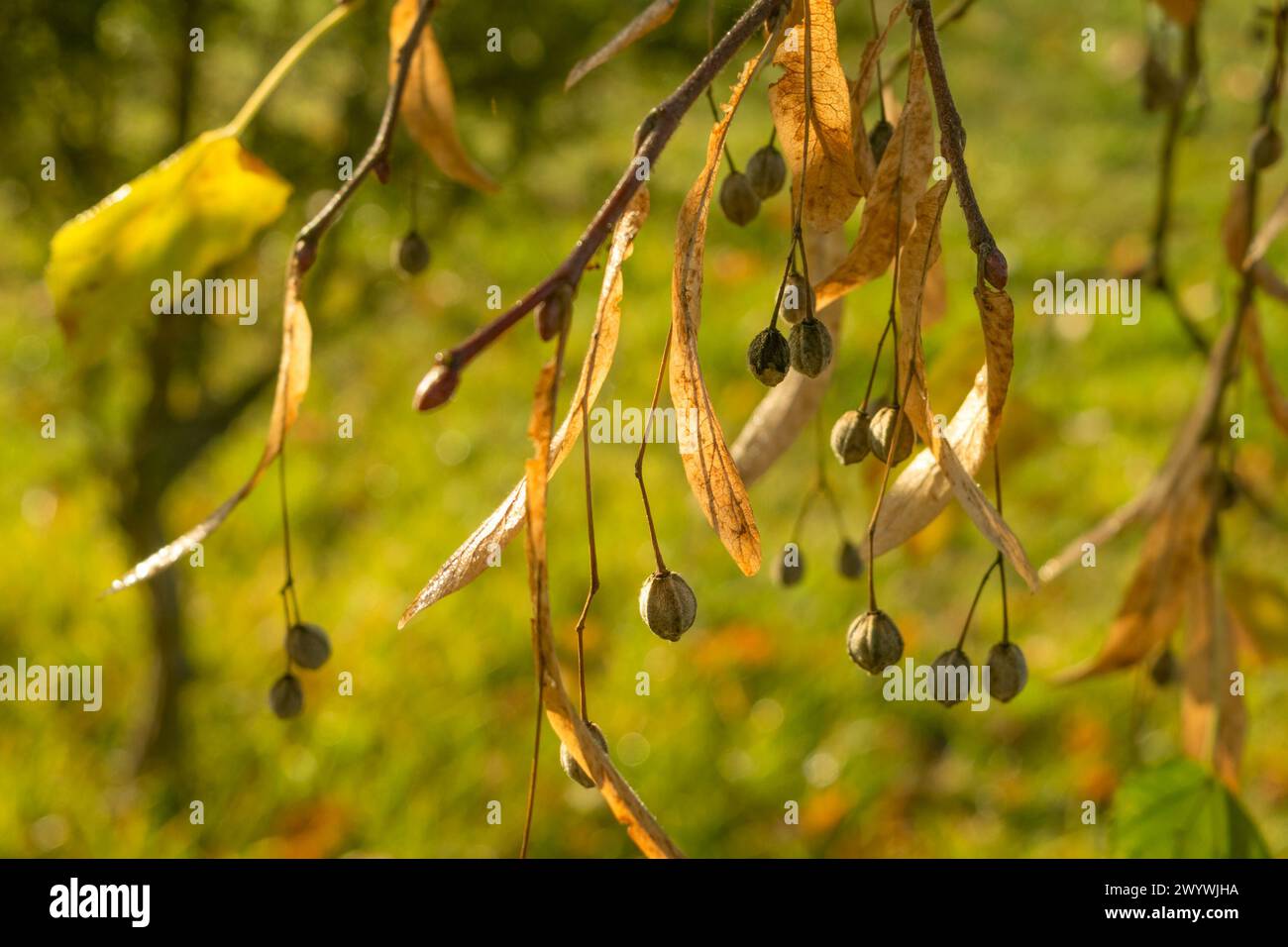 Linden Samen im Herbst, Nahaufnahme. Herbst Hintergrund. Herbstlandschaft. Natur. Stockfoto