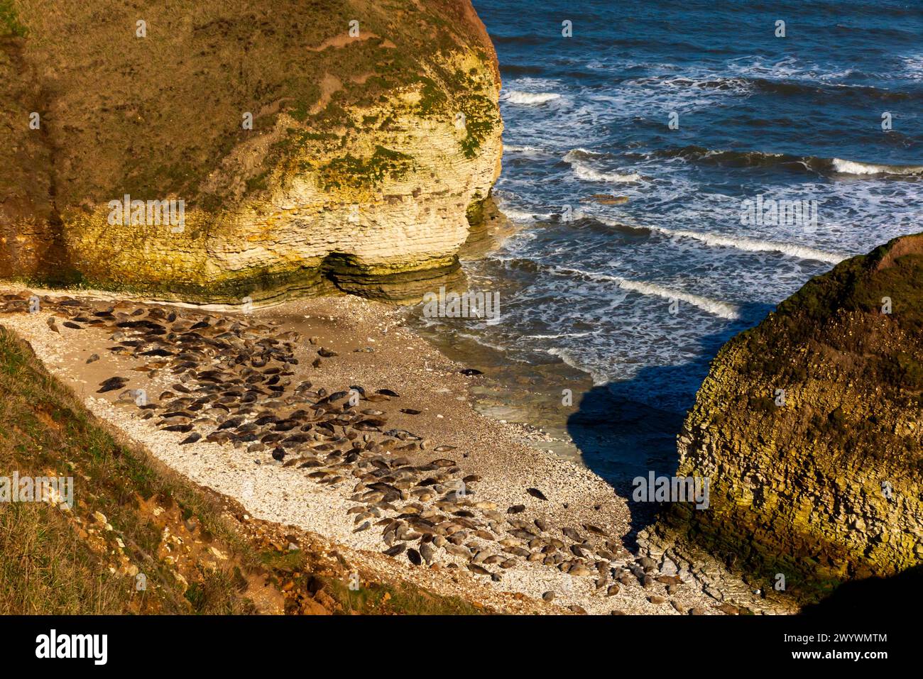 Kolonie der grauen Seehunde Halichoerus grypus atlantica am Strand von Flamborough Head in North Yorkshire England Großbritannien. Stockfoto