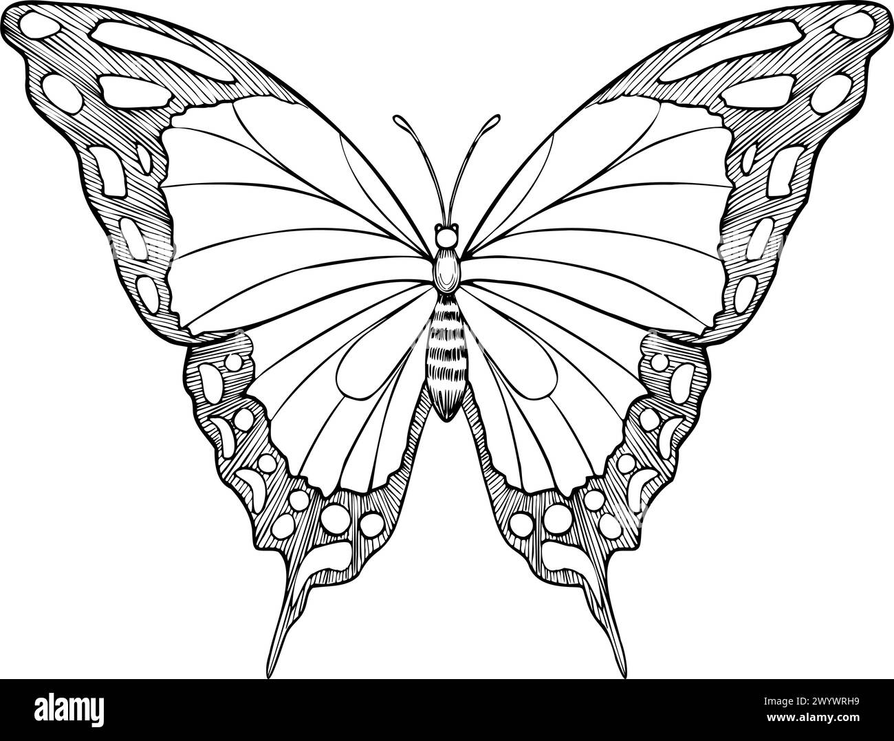Schmetterling Machaon Vektor-Illustration. Zeichnung von Insekten mit Flügeln, die mit schwarzer Tinte bemalt sind. Handgezeichnete Skizze von fliegenden Motten für Hochzeitseinladungen oder Postkarten. Vintage-Ätzung für Symbol oder Logo. Stock Vektor