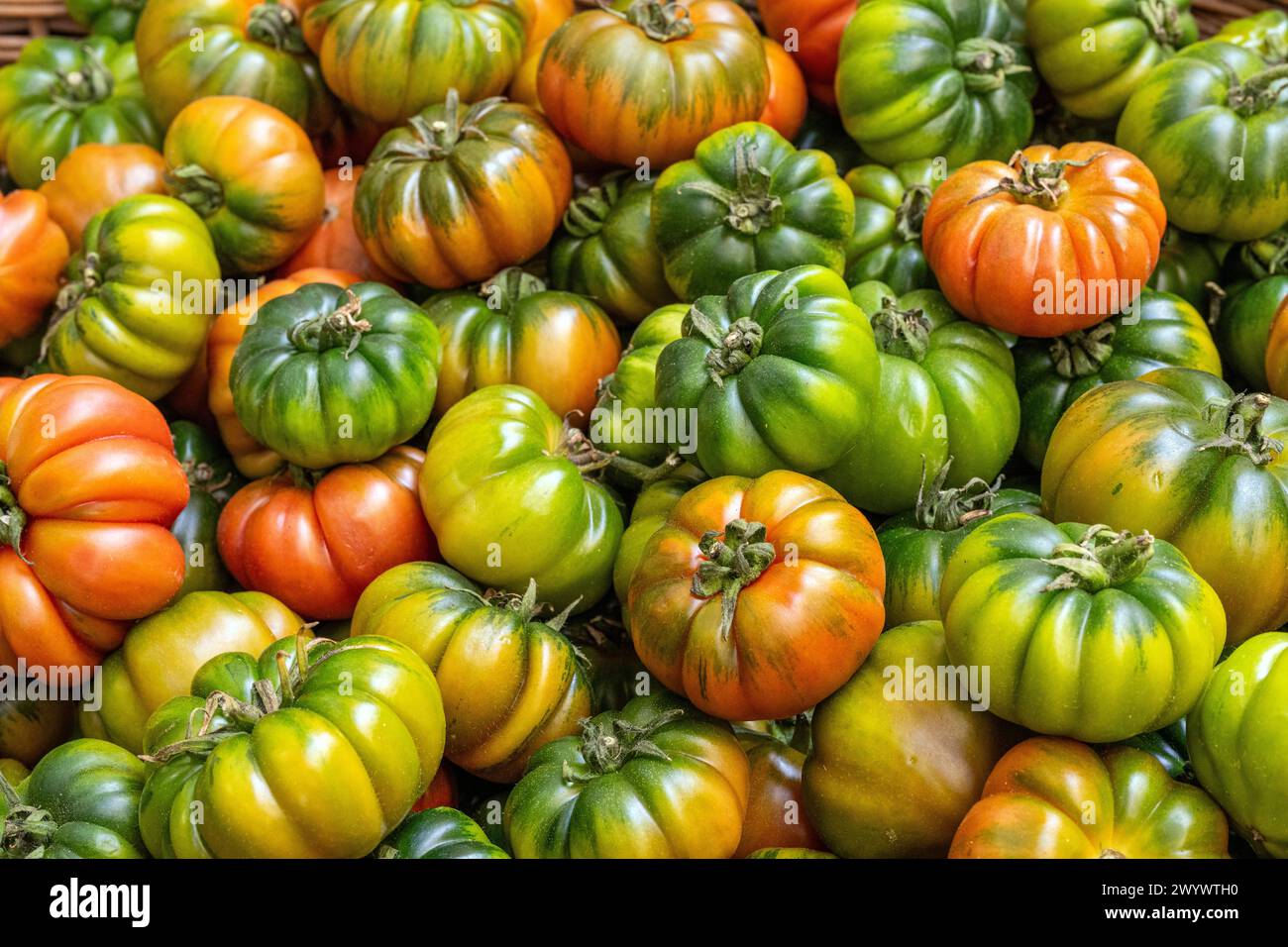 Beefsteak-Tomaten in verschiedenen Farben zum Verkauf auf einem Markt Stockfoto