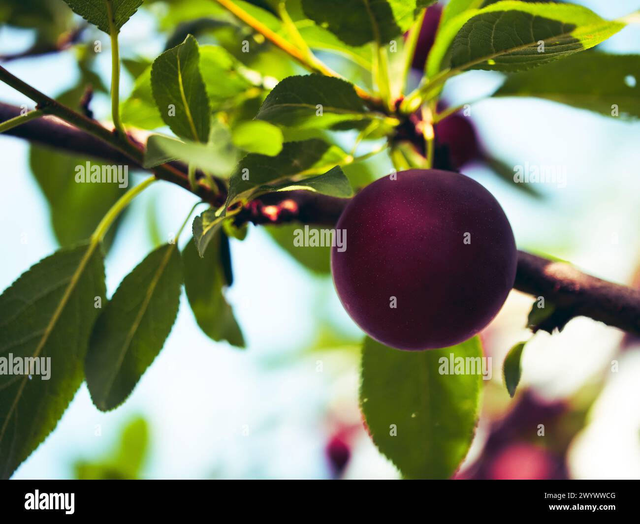 Eine reife Pflaume auf einem Baum, umgeben von leuchtend grünen Blättern; sie ist ein Bild von natürlicher Frische und organischem Wachstum, perfekt für gesundes Leben und gesunde Ernährung Stockfoto