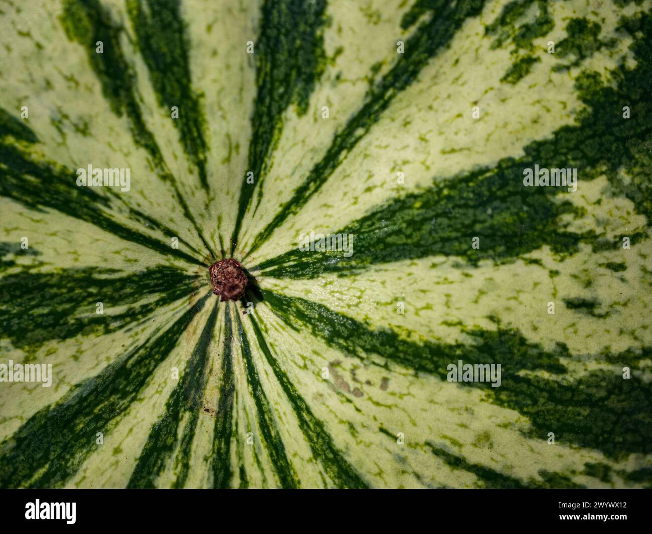 Nahaufnahme der grün-weiß gestreiften Oberfläche einer Wassermelone mit Schwerpunkt auf dem natürlichen Muster mit einem braunen Stängelfuß in der Mitte; geeignet für Backgro Stockfoto