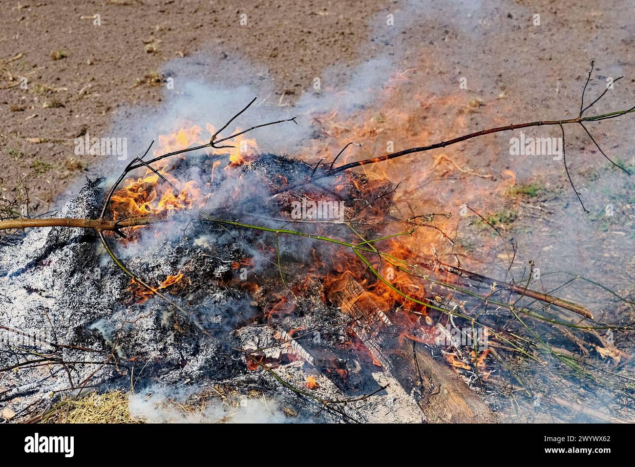 Aschen bilden sich, als orangene Flammen Holzstücke verbrennen. Stockfoto