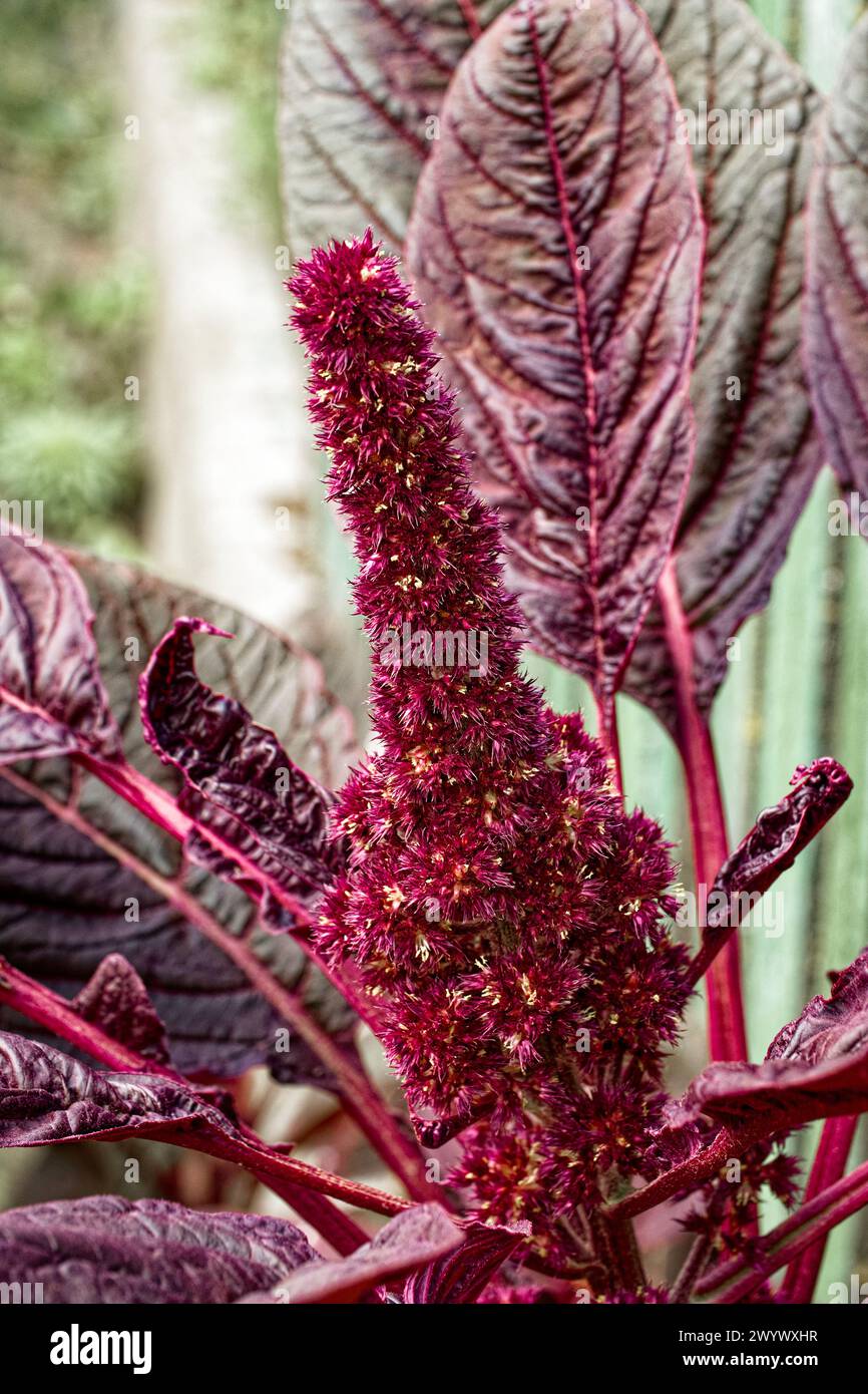Eine einzigartige Pflanze mit roten, flauschigen Blüten, umgeben von dunklen geäderten Blättern, die die natürliche Schönheit hervorheben. Stockfoto