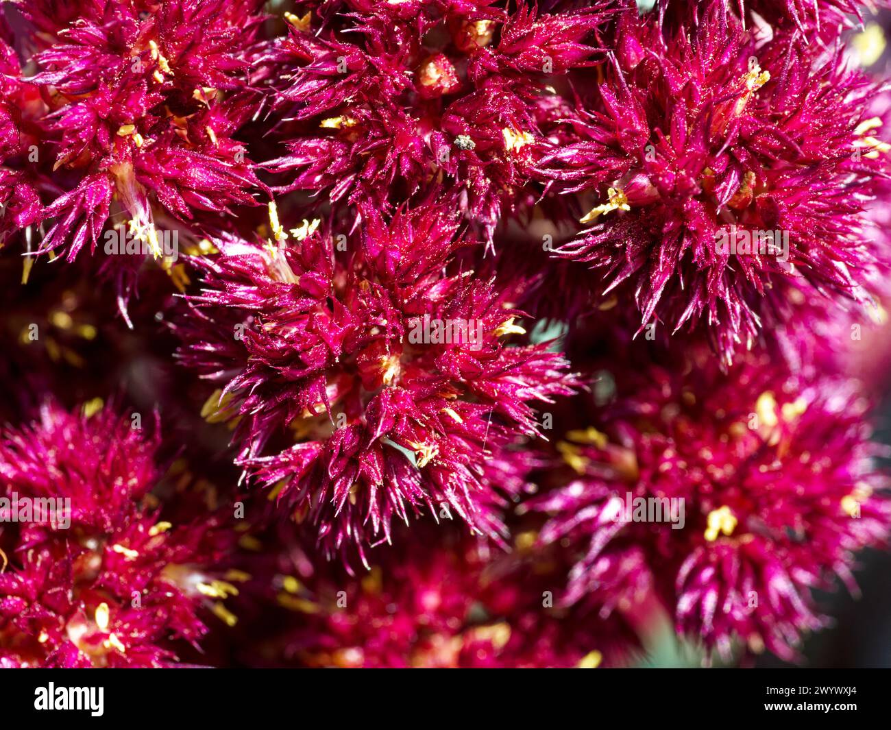 Ein detaillierter Blick auf leuchtend rote Blütenblätter, die dicht gepackt sind, bietet einen Einblick in komplizierte Designs, die die Natur herstellt. Stockfoto