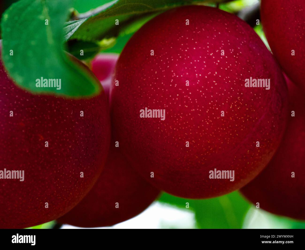 Reife Pflaumen gegen saftig grüne Blätter, ideal für alle Inhalte, die sich auf Bio- und frische Lebensmittel konzentrieren. Stockfoto