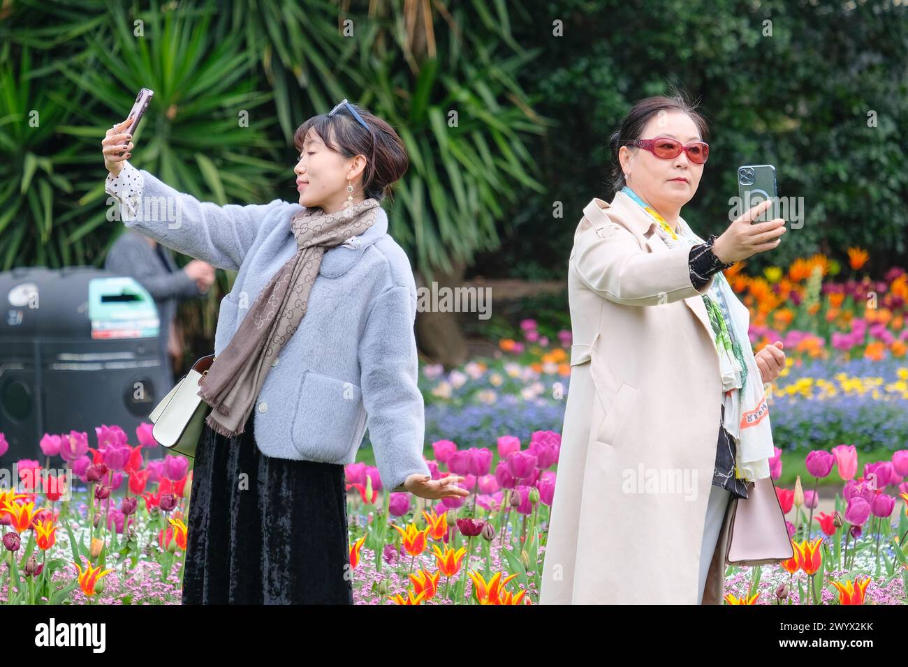 London, UK, 8. April 2024. Besucher der Victoria Embankment Gardens machen gerne Fotos von Tulpen und anderen Frühlingsbettpflanzen, die in voller Blüte sind, wenn mildere Temperaturen ankommen und windige Bedingungen nachlassen. Quelle: Eleventh Photography/Alamy Live News Stockfoto