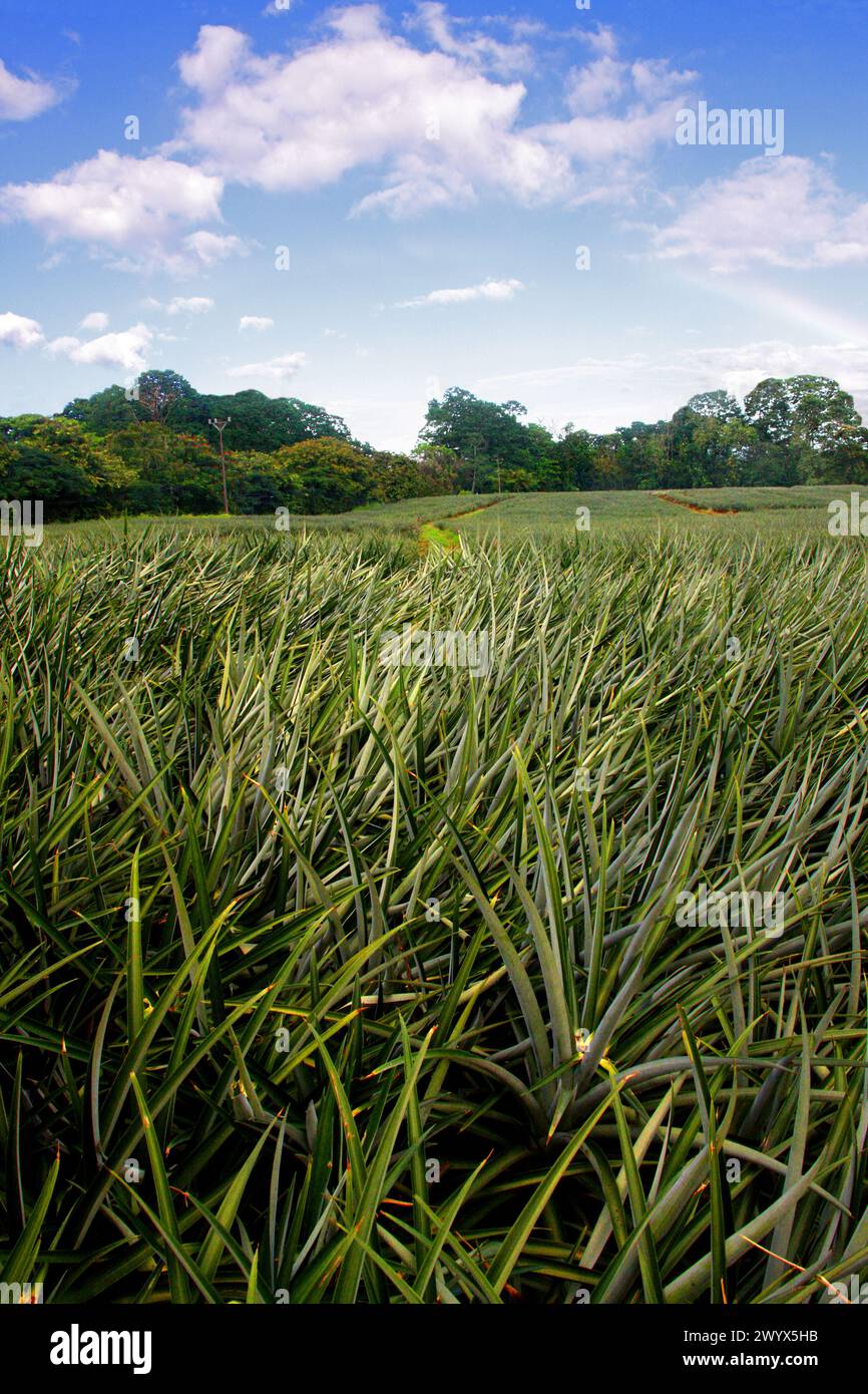 Ananas, Ananas comosus, Bromeliaceae. Ananasplantage, Cano Blanco, Costa Rica. Stockfoto