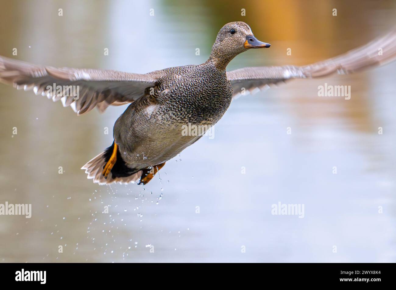 Gadwall (Mareca strepera) Nahaufnahme eines Mannes beim Abflug vom Teich Stockfoto
