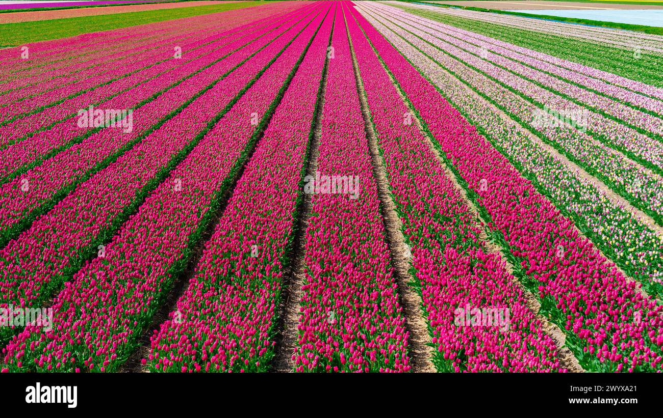 Tulip Field (Tulpenfeld) aus der Vogelperspektive Einfache Tulpenreihen, die auf einem Familienbetrieb in den Niederlanden gepflanzt wurden. Der kommerzielle Tulpenanbau in Lisse. Rosa und magentafarbene Tul Stockfoto