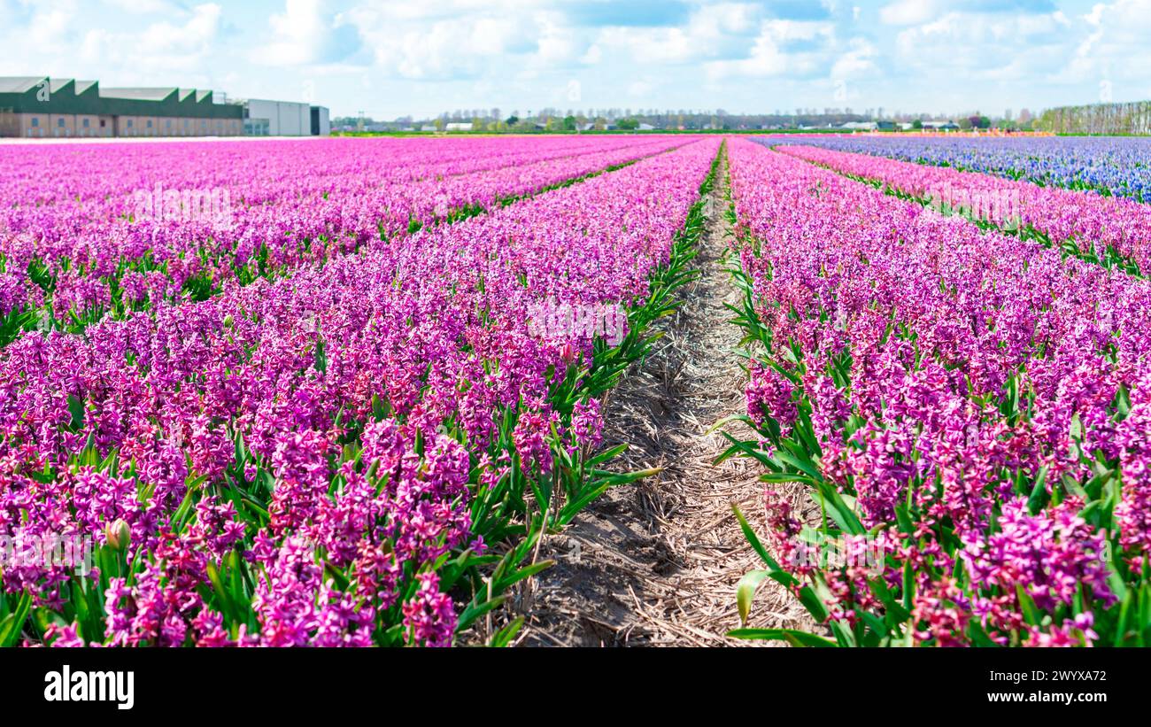 Hyazinthe Field Nahaufnahme. Der kommerzielle Anbau von Hyazinthen in den Niederlanden bei Amsterdam. Reihen lila Hyazinthen an einem sonnigen Tag gegen einen Stockfoto