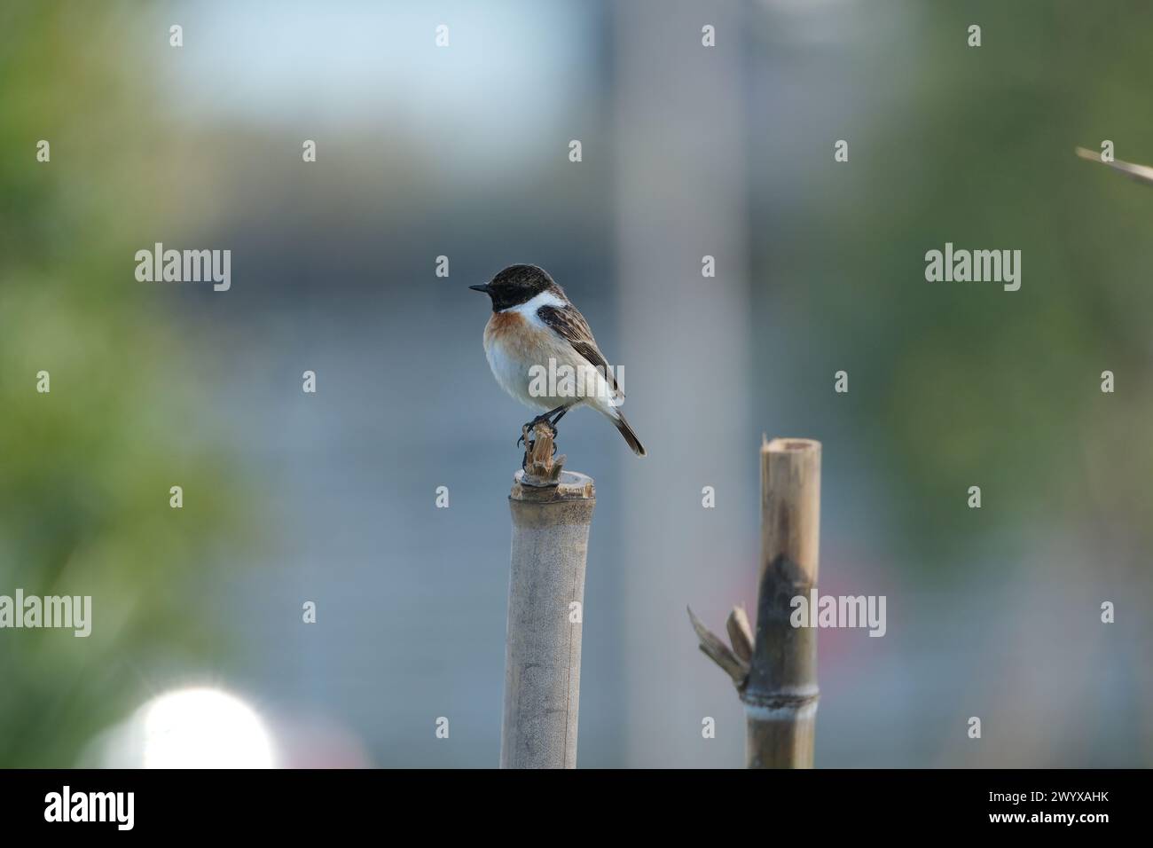 Ein männlicher gemeiner Steinechat (Saxicola rubicola), der auf einem Bambuspfahl thront. Stockfoto