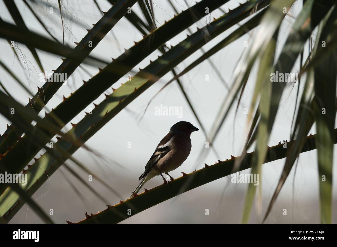 Buchhalm an einem Palmenzweig in Georgia Stockfoto