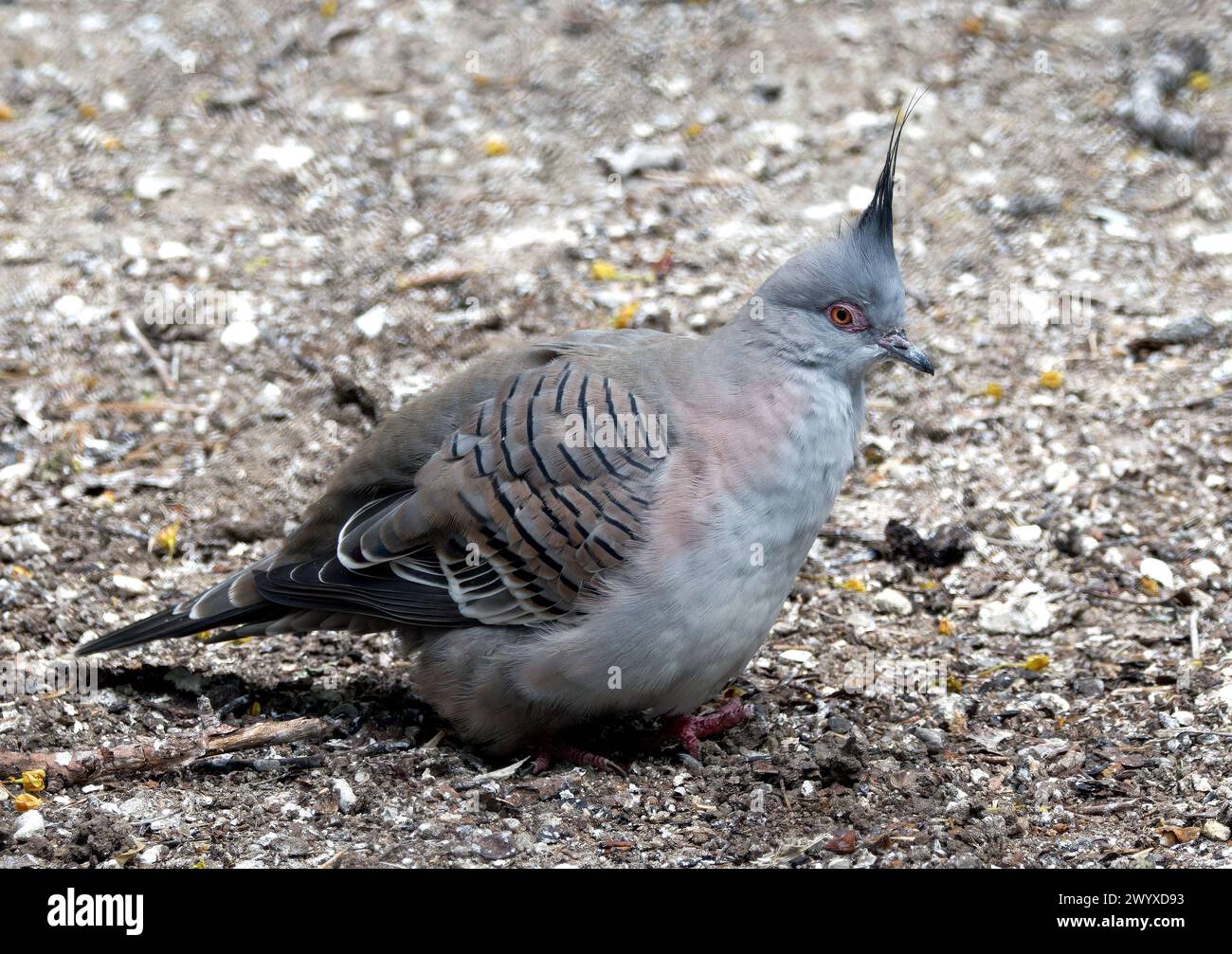 Haubentaube, Spitzschopftaube, Colombine Longup, Ocyphaps Lophoten, Kontingenos galamb Stockfoto