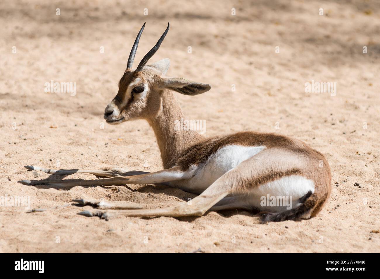 Dorcas Gazelle (Gazella dorcas neglecta) im Frühjahr, Zoo von Barcelona, Spanien Stockfoto