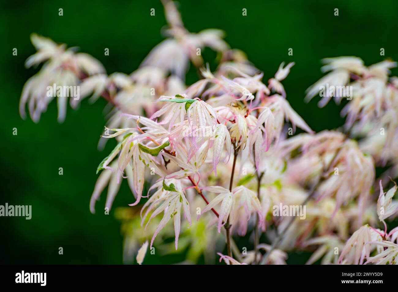 Botanische Sammlung, junge Blätter des roten japan Shaina Acer Tree im Frühjahr aus nächster Nähe Stockfoto