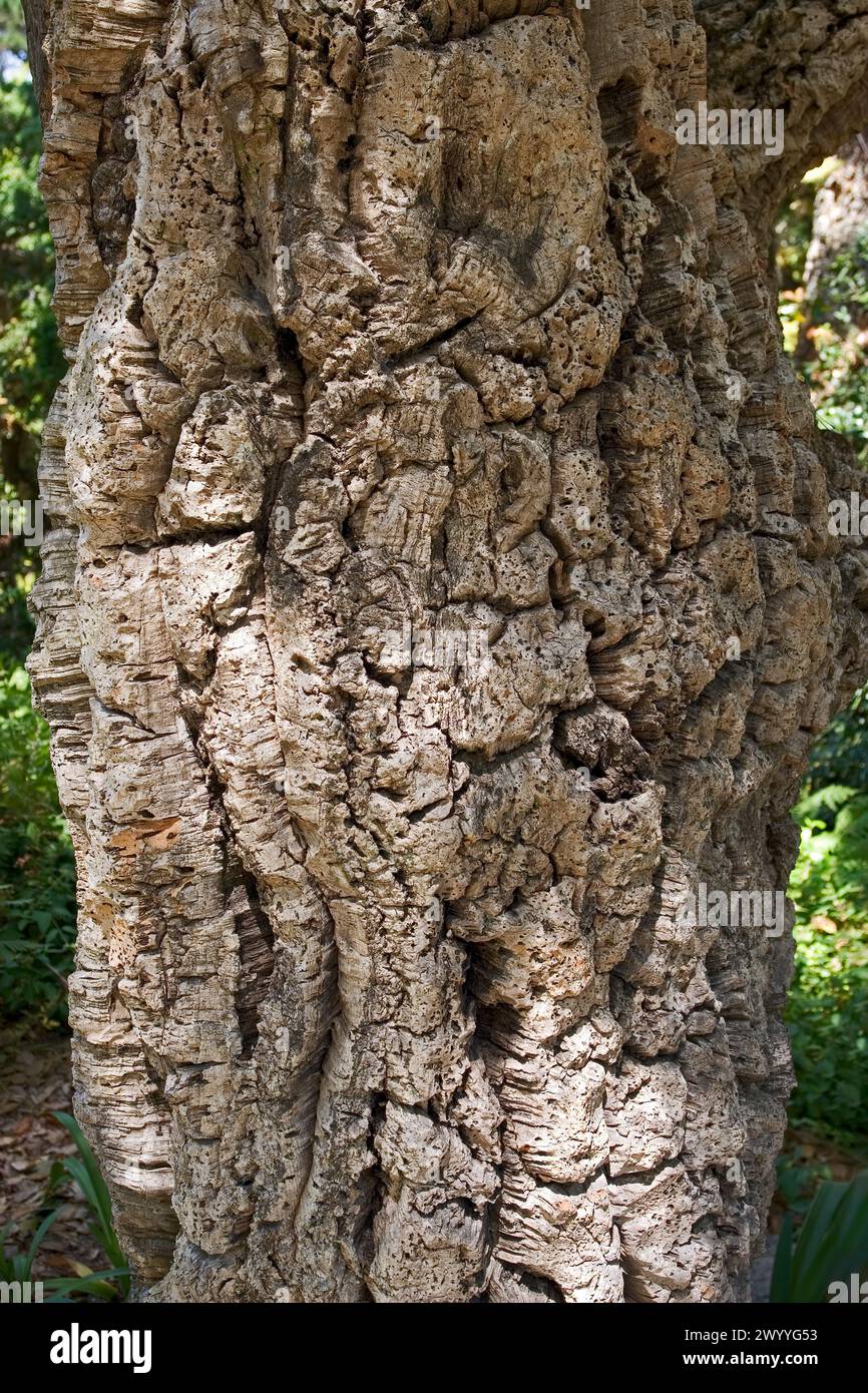 Korkbaumstamm (Quercus suber), Portugal Stockfoto