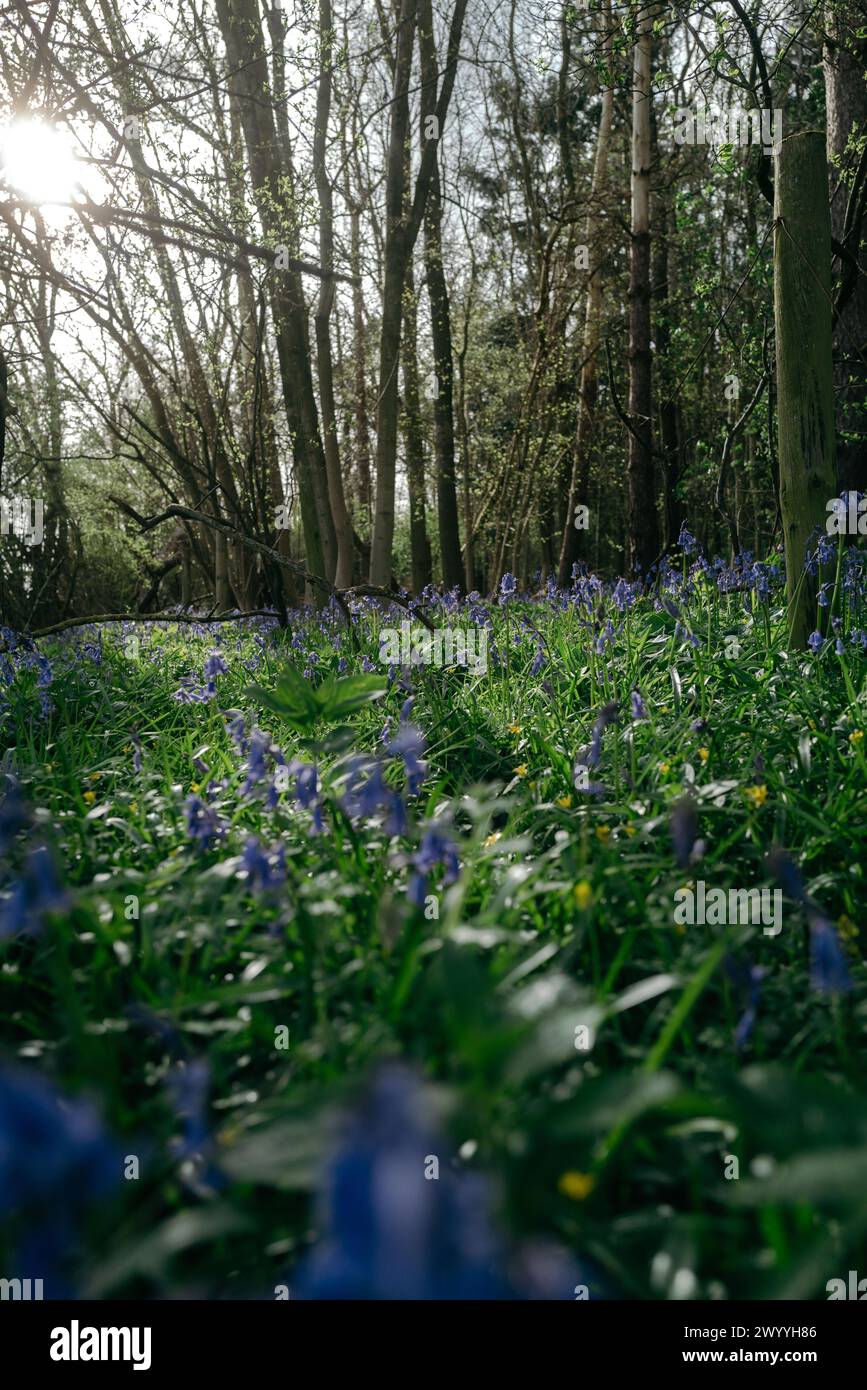 Glockenblumen in einem Wald zu Beginn des Frühlings April 2024 Stockfoto