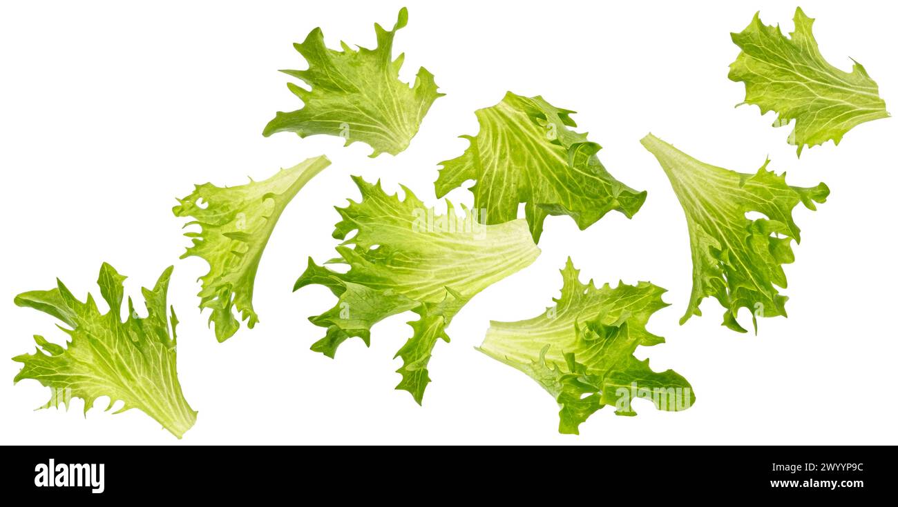 Fallend fritzen Salatblätter isoliert auf weißem Hintergrund Stockfoto