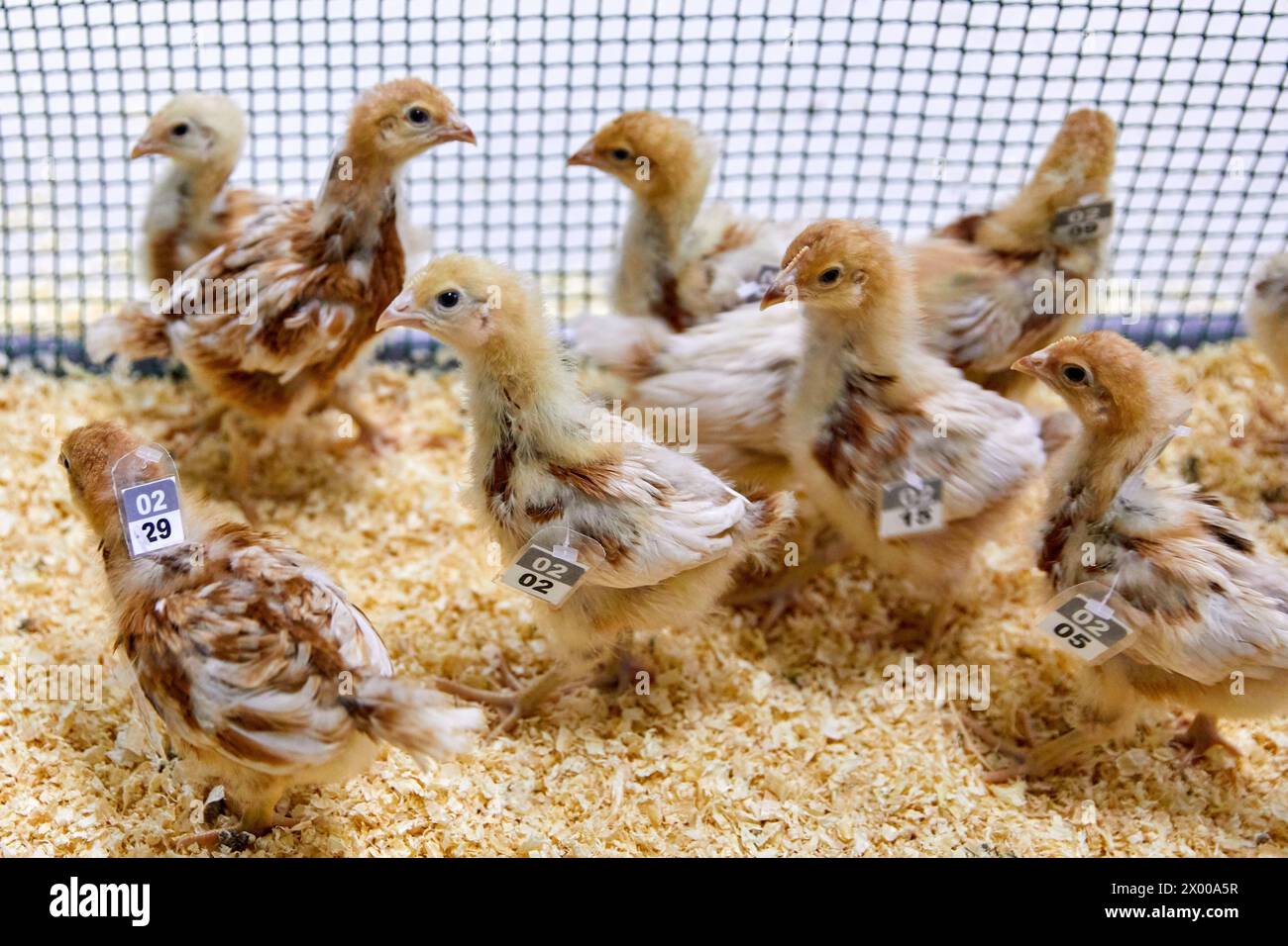 Tierforschung, Vögel, Hühnerzucht, Araba, Baskenland, Spanien. Stockfoto