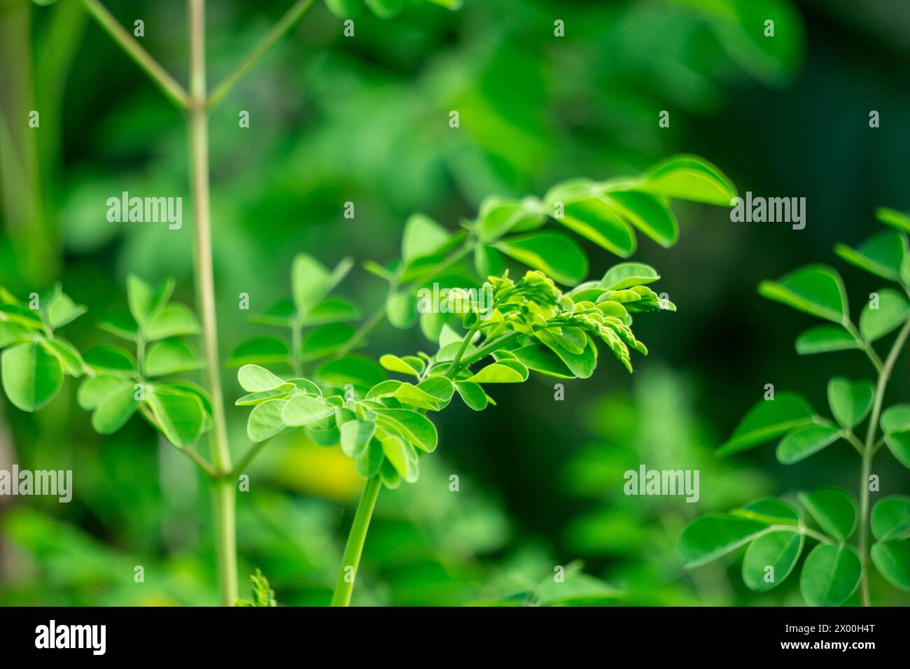 Kelor (Merunggai, Moringa oleifera, Trommelstock, Meerrettich, Malunggay) Blätter. Die Blätter dieser Pflanze werden normalerweise zum Kochen verwendet Stockfoto