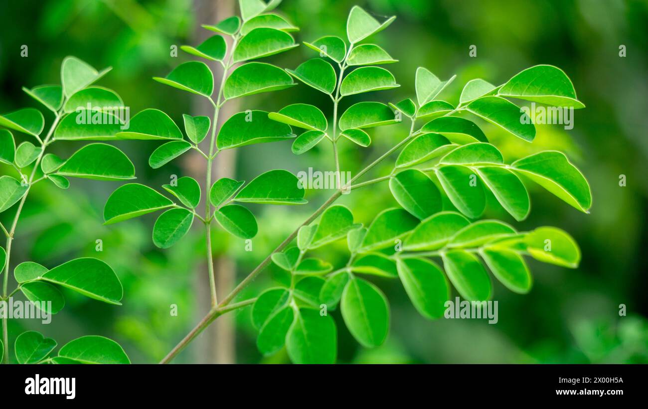 Kelor (Merunggai, Moringa oleifera, Trommelstock, Meerrettich, Malunggay) Blätter. Die Blätter dieser Pflanze werden normalerweise zum Kochen verwendet Stockfoto
