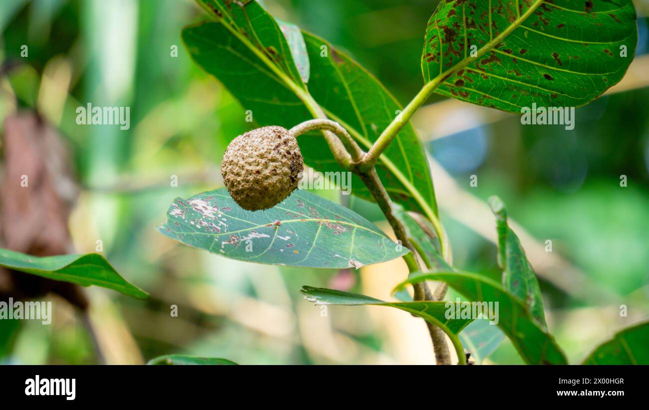 Nauclea latifolia, auch bekannt unter seinem gebräuchlichen Namen African Pfirsich. Stockfoto