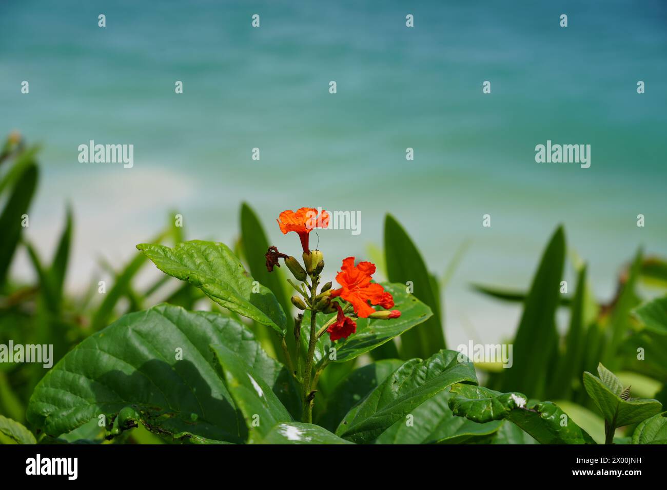 Orangefarbene Blume mit türkisfarbenem Karibikmeer im Hintergrund Stockfoto