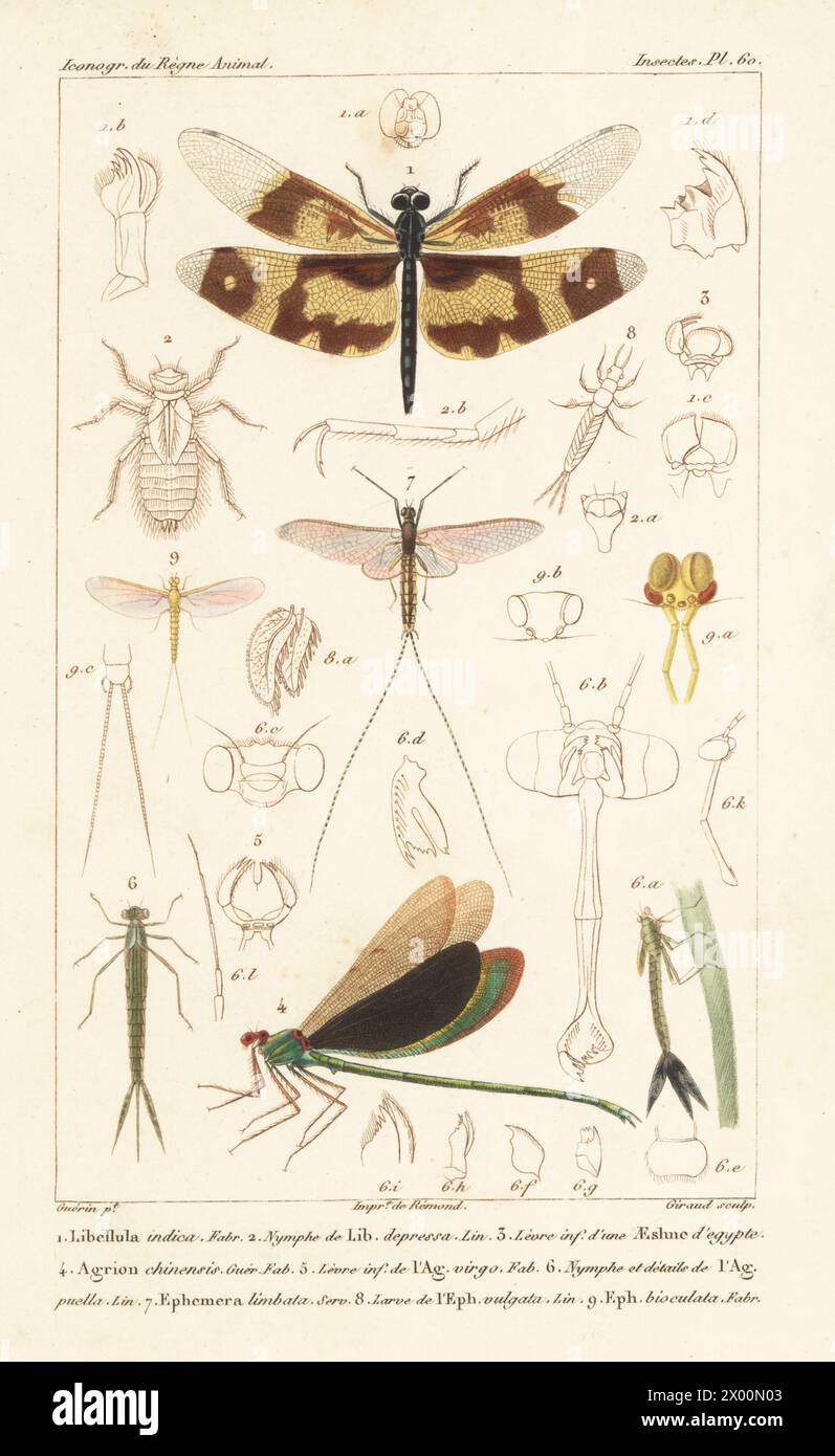 Gemeinsamer Bildflügel, Rhyothemis variegata 1, Stream Glory, Neurobasis chinensis 4, azurblaue Jungfliege, Coenagrion puella 6 und Riesenmaultier Hexagenia limbata 7. Handkolorierter Kupferstich von Eugene Giraud nach einer Illustration von Felix-Edouard Guérin-Méneville aus Guérin-Ménevilles Iconographie du règne Animal de George Cuvier, Ikonographie des Tierreiches von George Cuvier, J. B. Bailliere, Paris, 1829–1844. Stockfoto