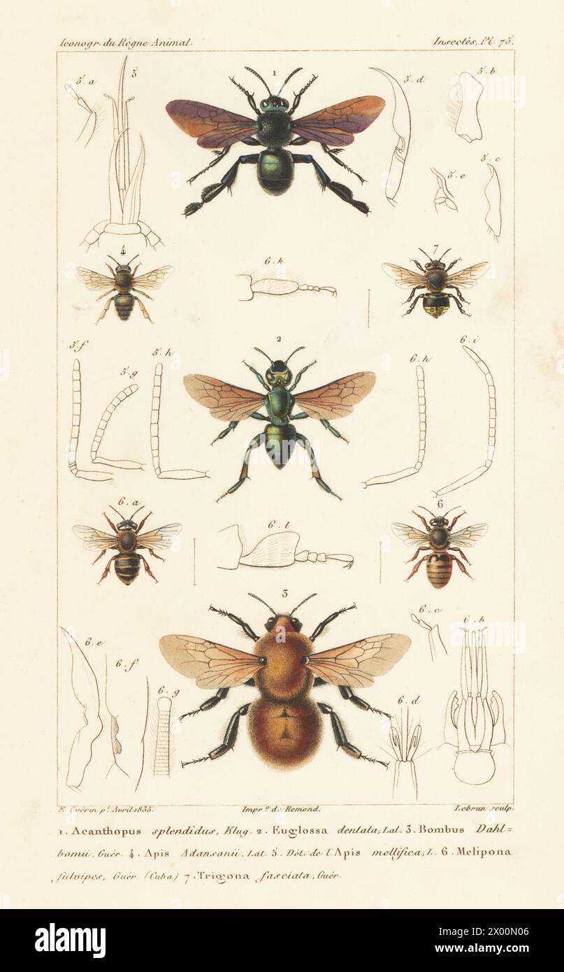 Acanthopus palmatus 1, Orchideenbiene, Euglossa dentata 2, und gefährdete Moscardonhummel, Bombus dahlbomii 3. Handkolorierter Kupferstich von Eugene Giraud nach einer Illustration von Felix-Edouard Guérin-Méneville aus Guérin-Ménevilles Iconographie du règne Animal de George Cuvier, Ikonographie des Tierreiches von George Cuvier, J. B. Bailliere, Paris, 1829–1844. Stockfoto