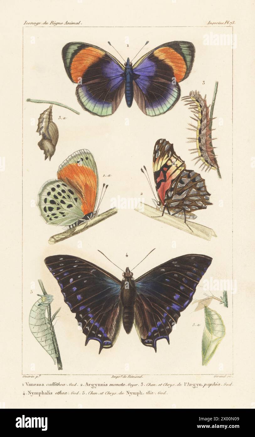 Asterope Saphira 1, mexikanischer Silberfleck, Dione moneta 2, silbergewaschener Fritillary, Argynnis Paphia 3, savannah Charaxs oder karger Waldkaiser, Charaxes etesipe 4. Handkolorierter Kupferstich von Eugene Giraud nach einer Illustration von Felix-Edouard Guérin-Méneville aus Guérin-Ménevilles Iconographie du règne Animal de George Cuvier, Ikonographie des Tierreiches von George Cuvier, J. B. Bailliere, Paris, 1829–1844. Stockfoto