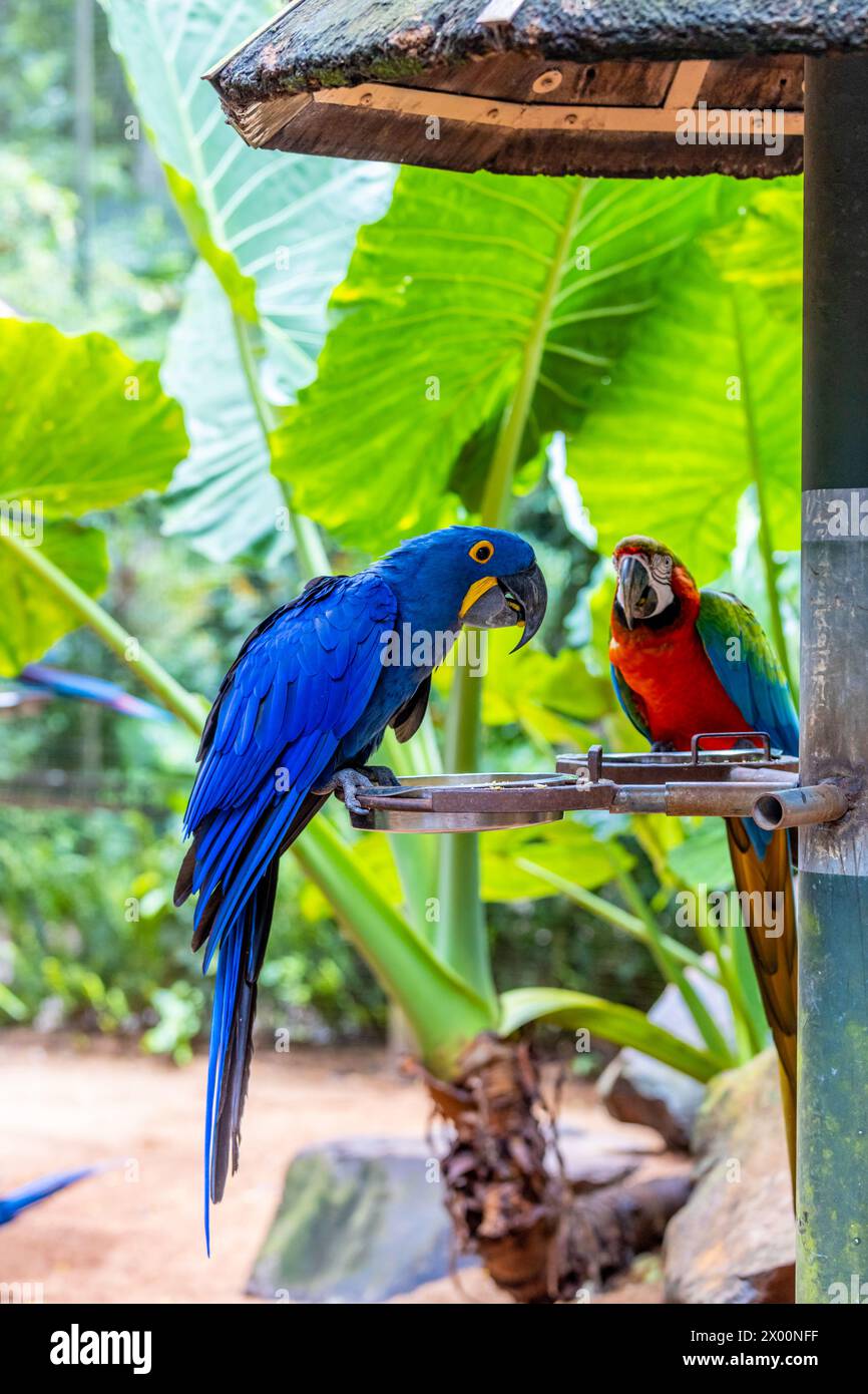 Ara, großer ara-Papagei mit bunten Federn. Blaue, goldene und rote tropische Papageienvögel im Dschungel Brasiliens. Amazonas exotische Vögel in freier Wildbahn Stockfoto