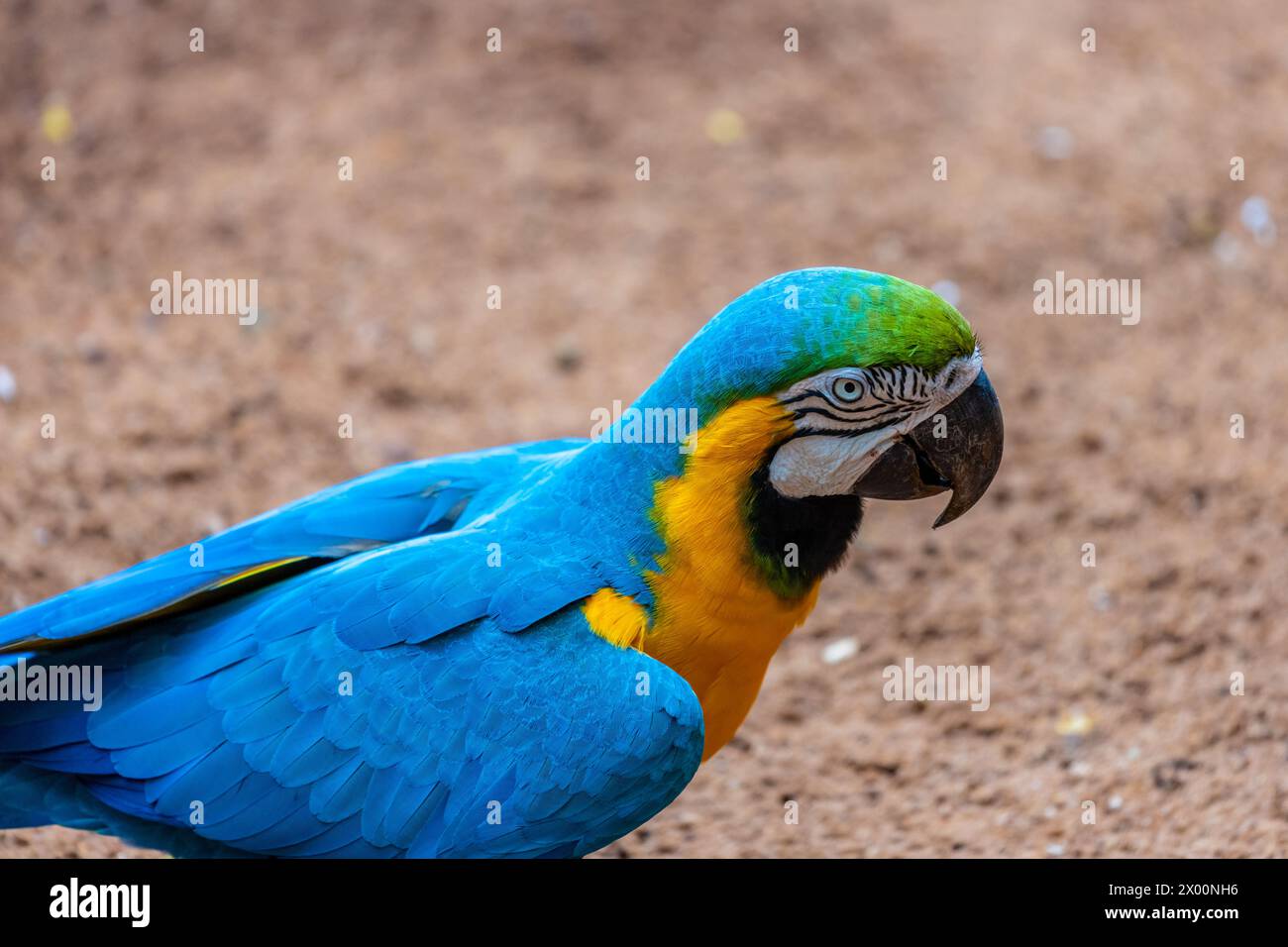 Ara, großer ara-Papagei mit bunten Federn. Blaue, goldene und rote tropische Papageienvögel im Dschungel Brasiliens. Amazonas exotische Vögel in freier Wildbahn Stockfoto