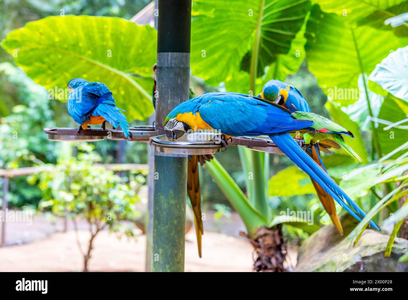 Ara, großer ara-Papagei mit bunten Federn. Blaue, goldene und rote tropische Papageienvögel im Dschungel Brasiliens. Amazonas exotische Vögel in freier Wildbahn Stockfoto