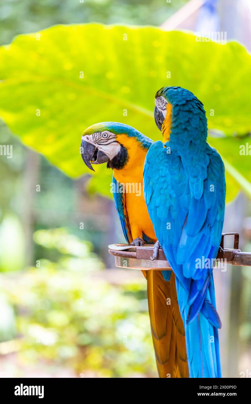 Ara, großer ara-Papagei mit bunten Federn. Blaue, goldene und rote tropische Papageienvögel im Dschungel Brasiliens. Amazonas exotische Vögel in freier Wildbahn Stockfoto