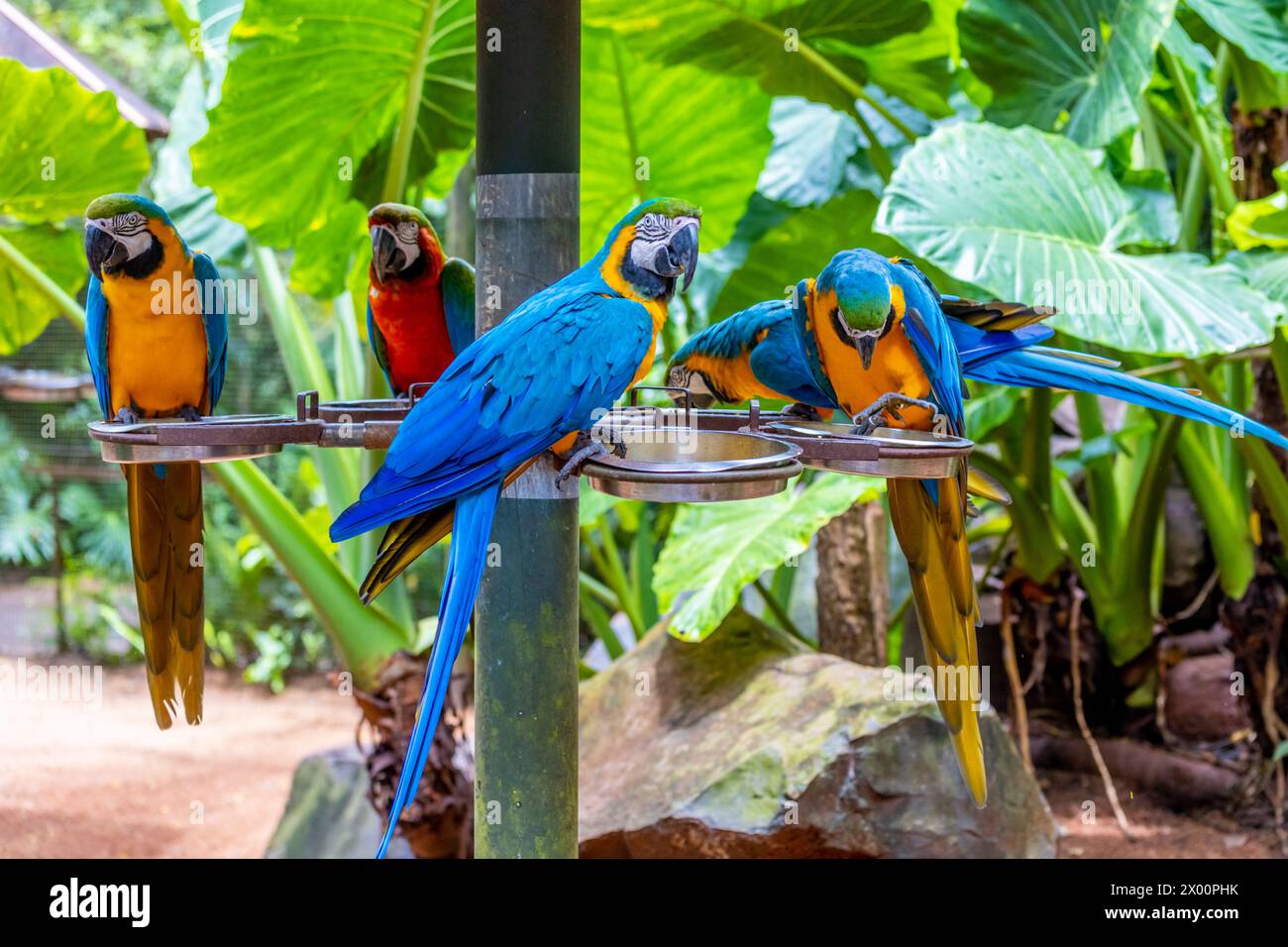 Ara, großer ara-Papagei mit bunten Federn. Blaue, goldene und rote tropische Papageienvögel im Dschungel Brasiliens. Amazonas exotische Vögel in freier Wildbahn Stockfoto
