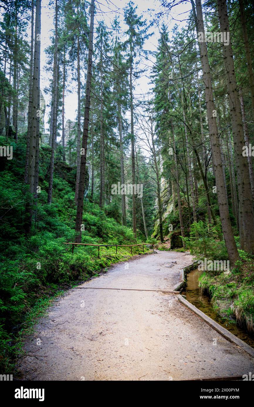 Pfad Durch Adrspach Teplice Forest Stockfoto